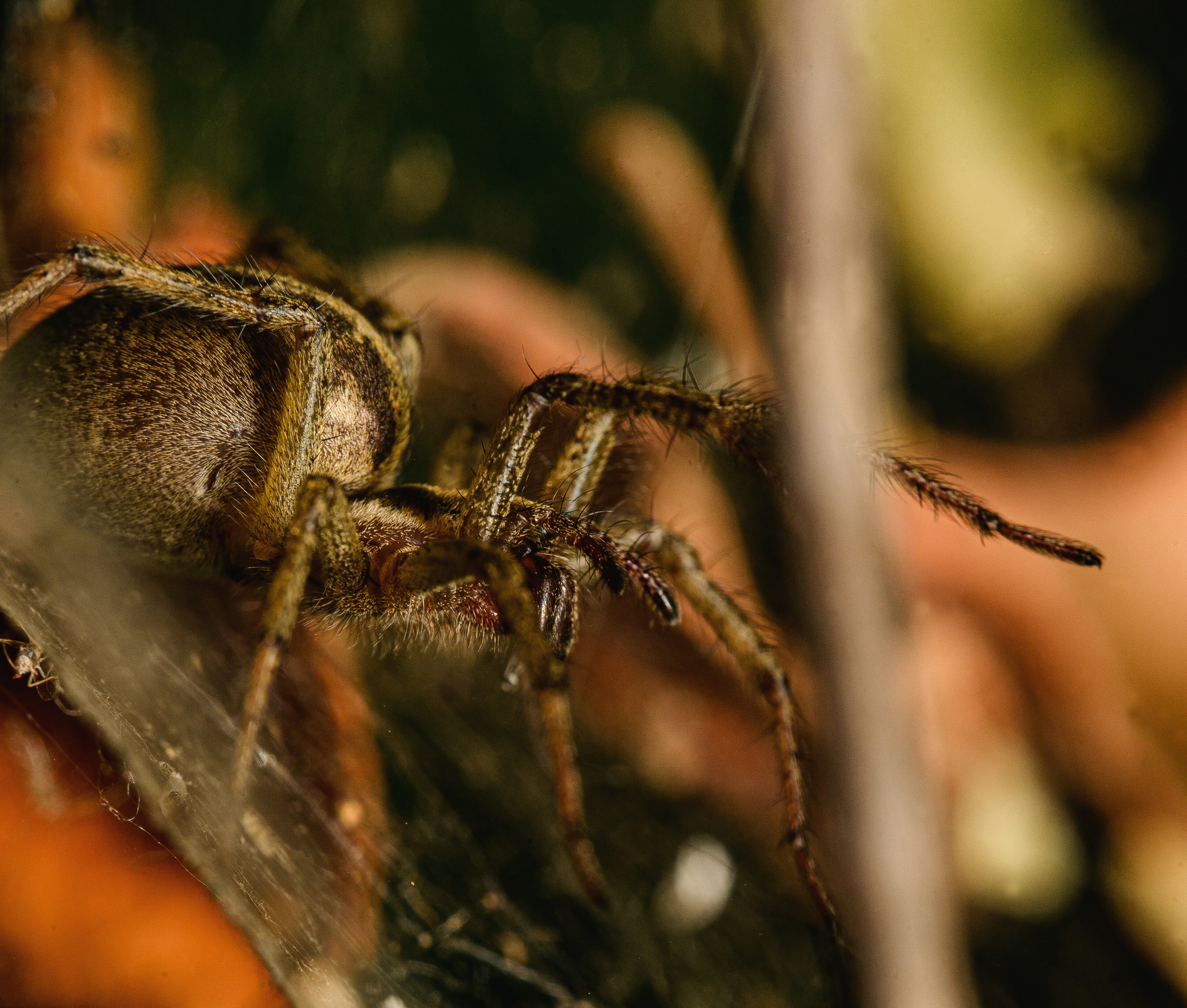 Макро. Фотограф в Уральске | Трищенков Гордей