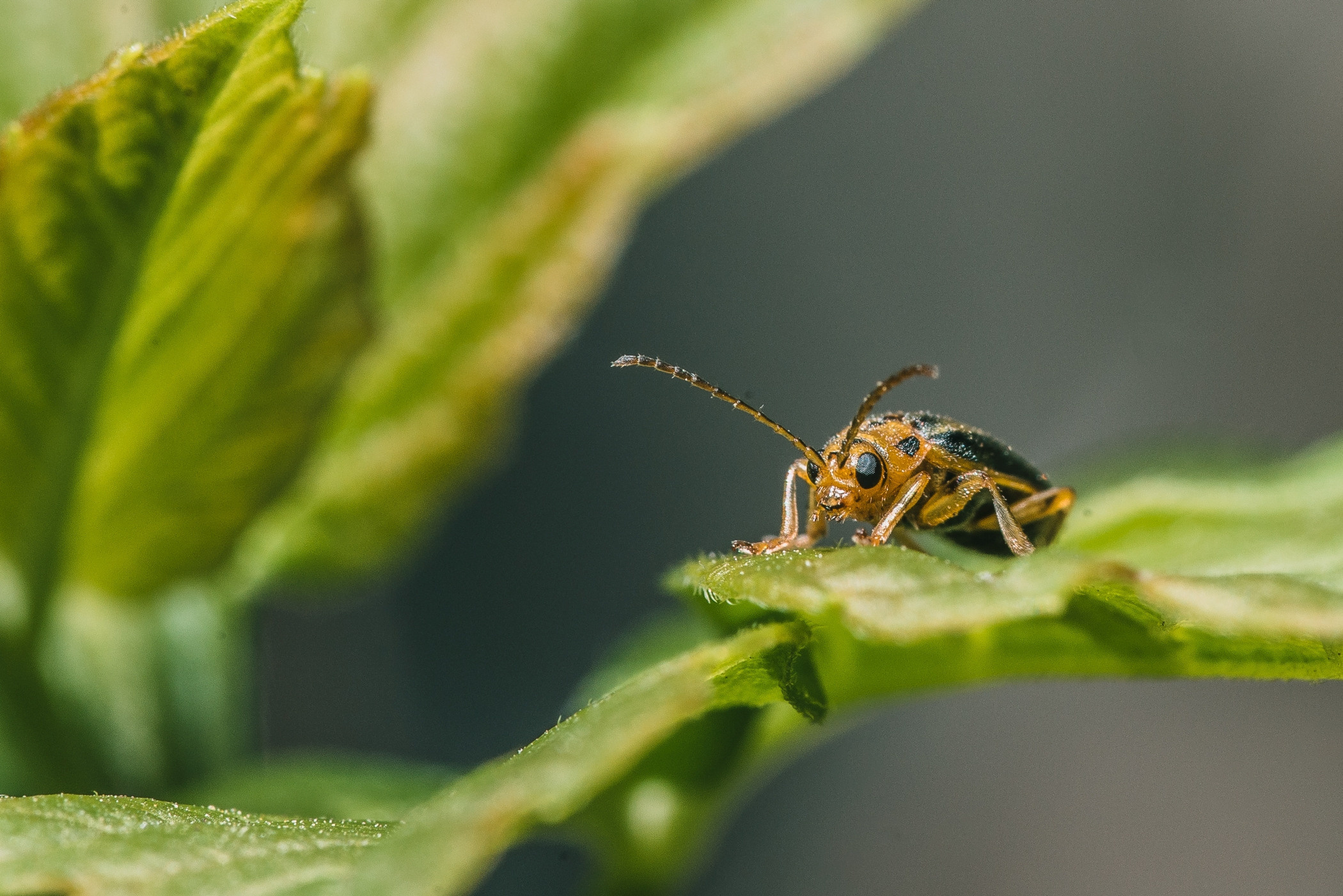 Макро. Фотограф в Уральске | Трищенков Гордей