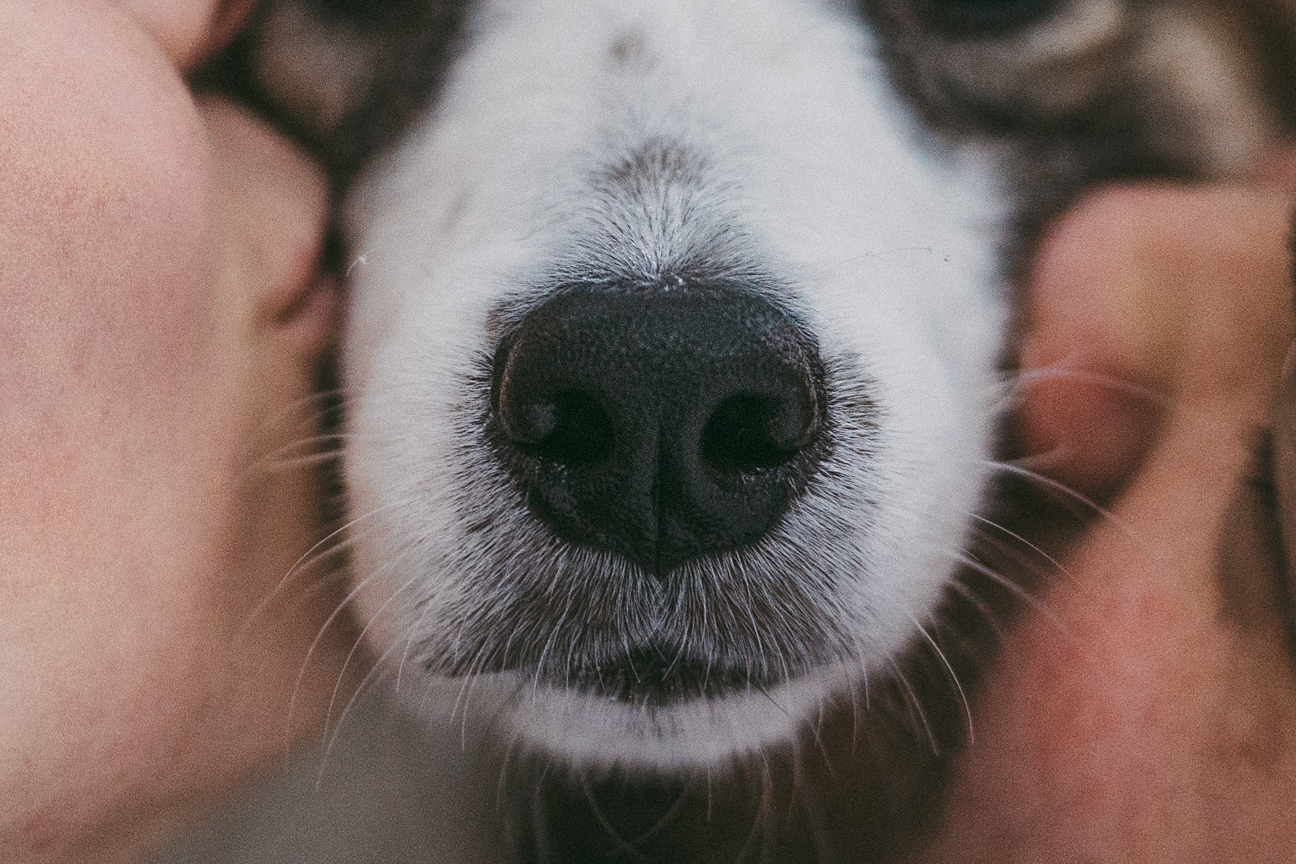 Катя, Анатолий и Елай. Фотограф анималист в Москве и Санкт-Петербурге Свиридова Анна