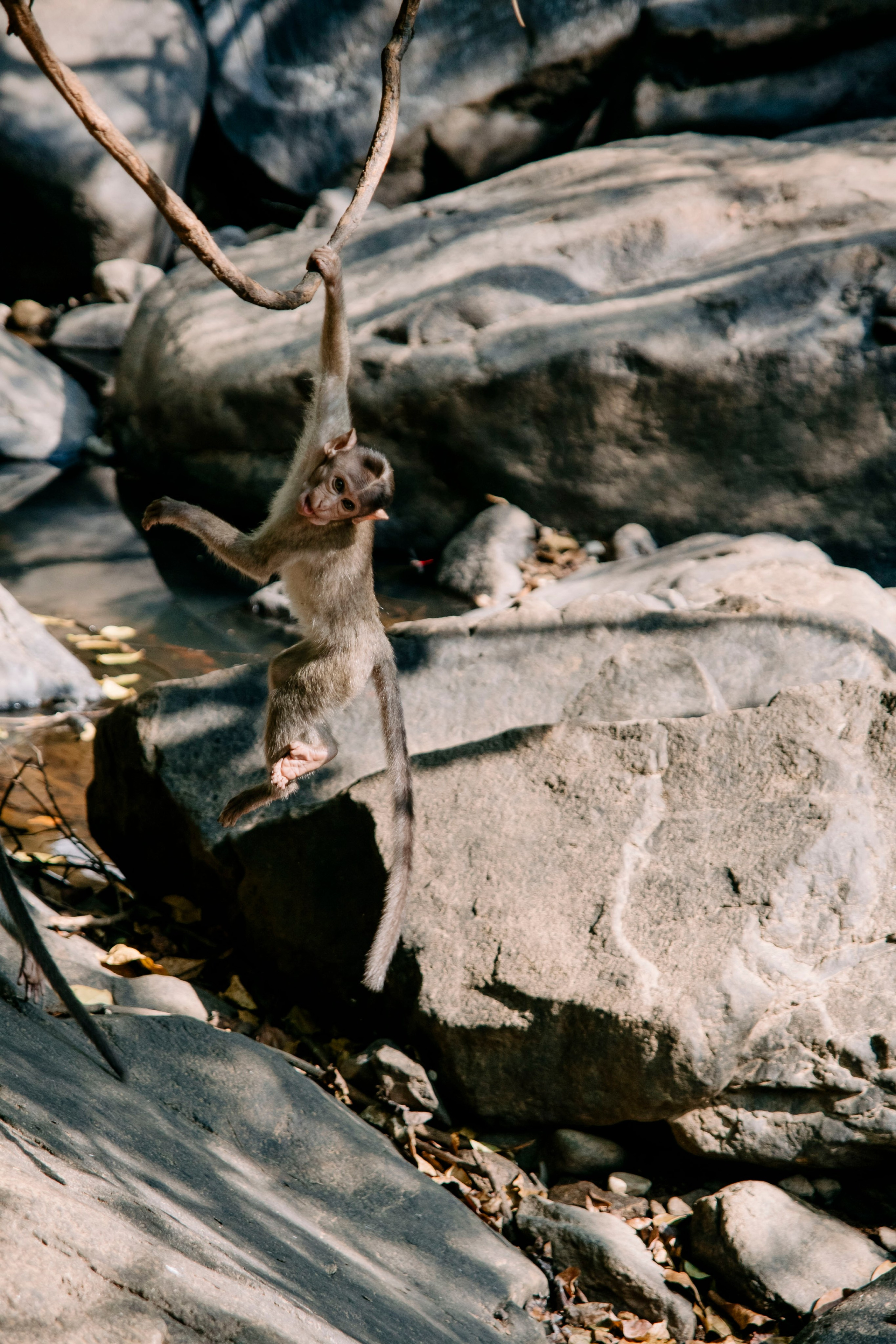 Гоа. индия. Iraogo