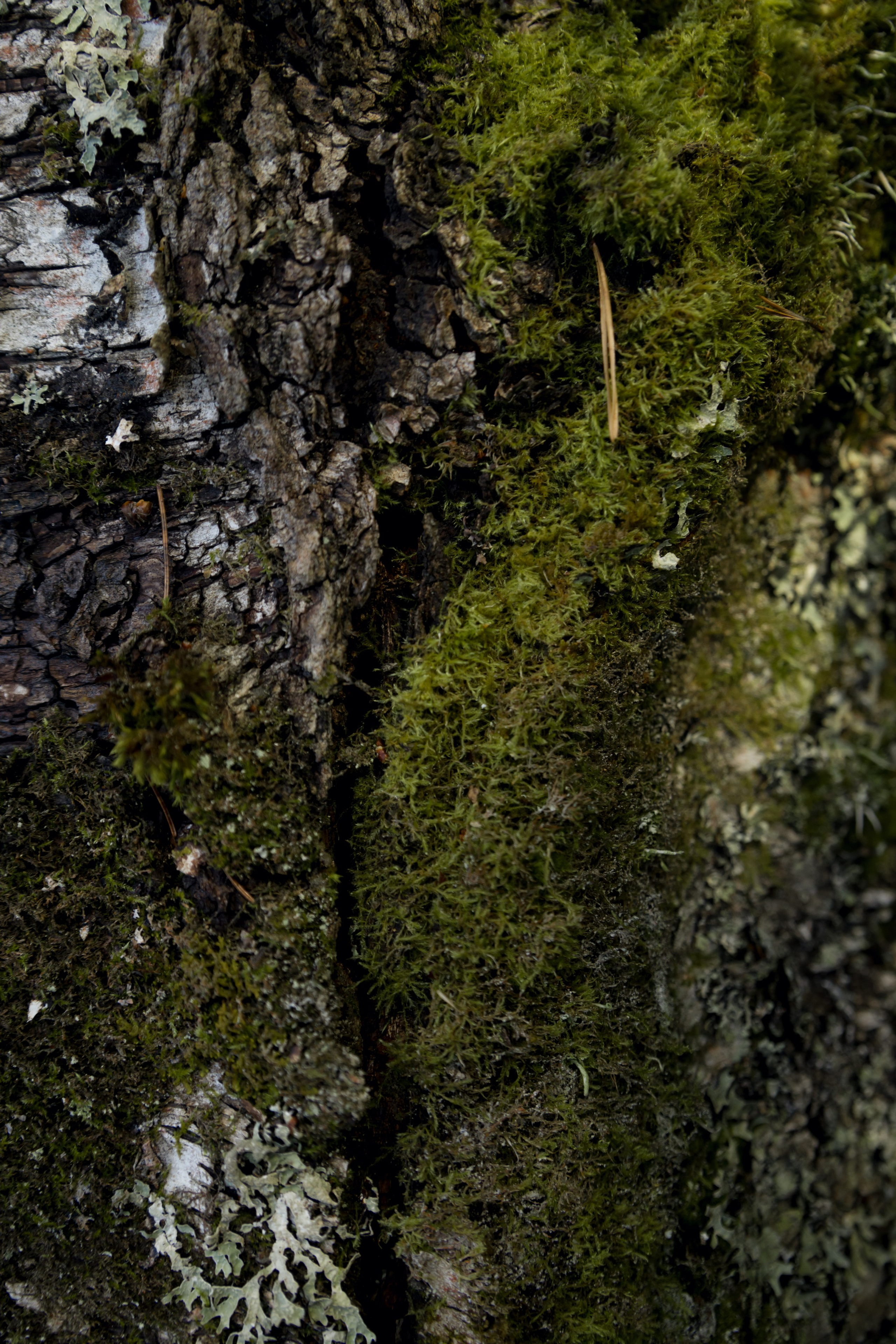 Искание. Катя Цвет