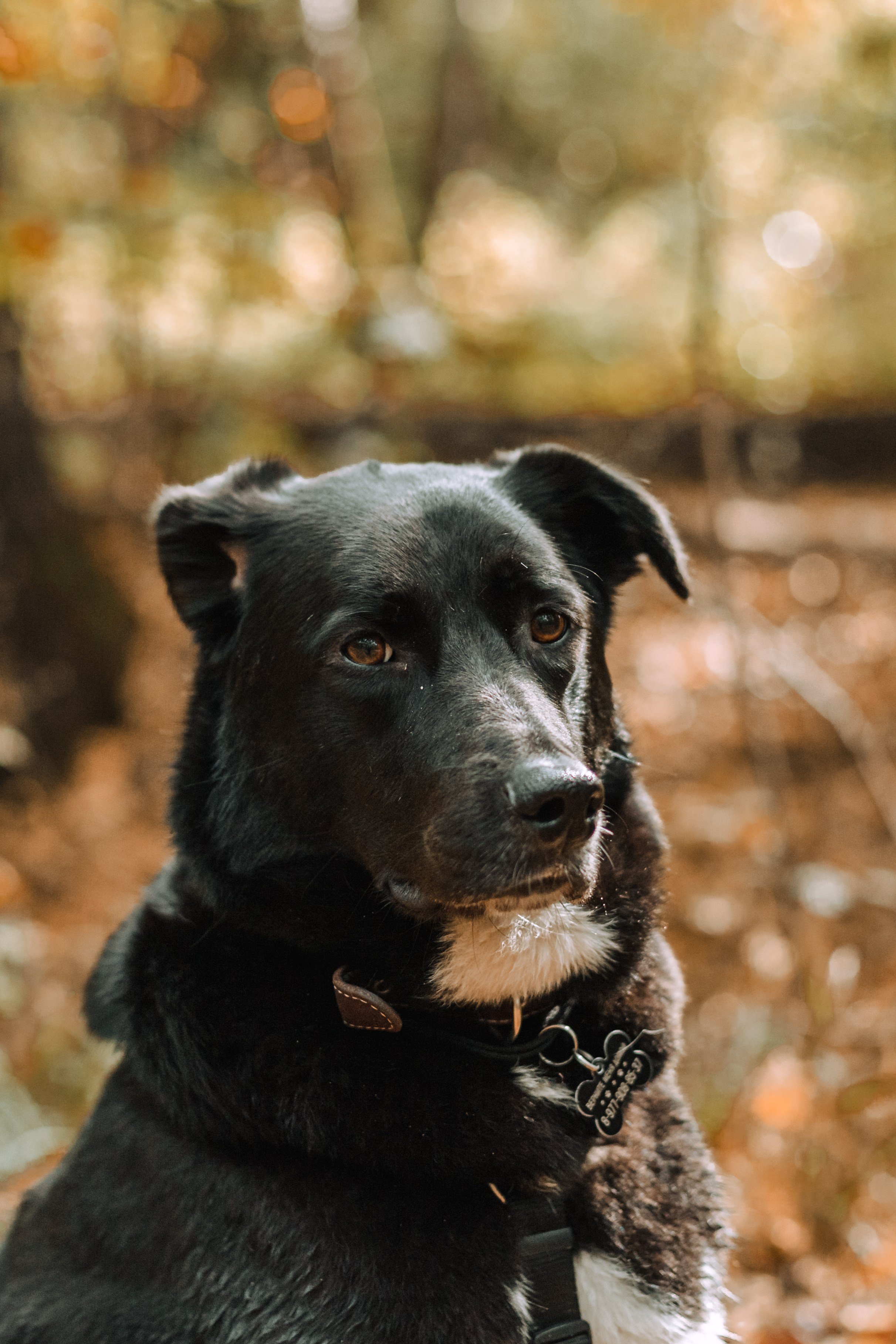 Юля и Фортуна. Фотограф-анималист Татьяна Степанова