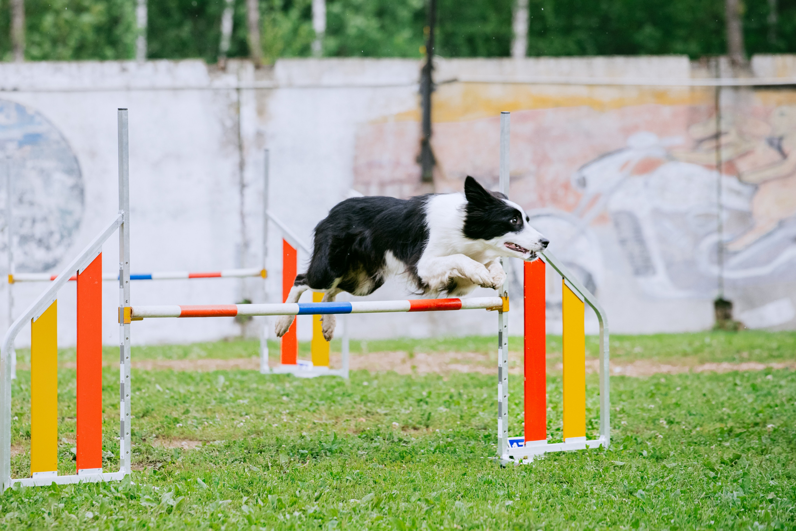 Соревнования по аджилити Долгопрудный 30.06.2025. Фотограф-анималист Татьяна Степанова