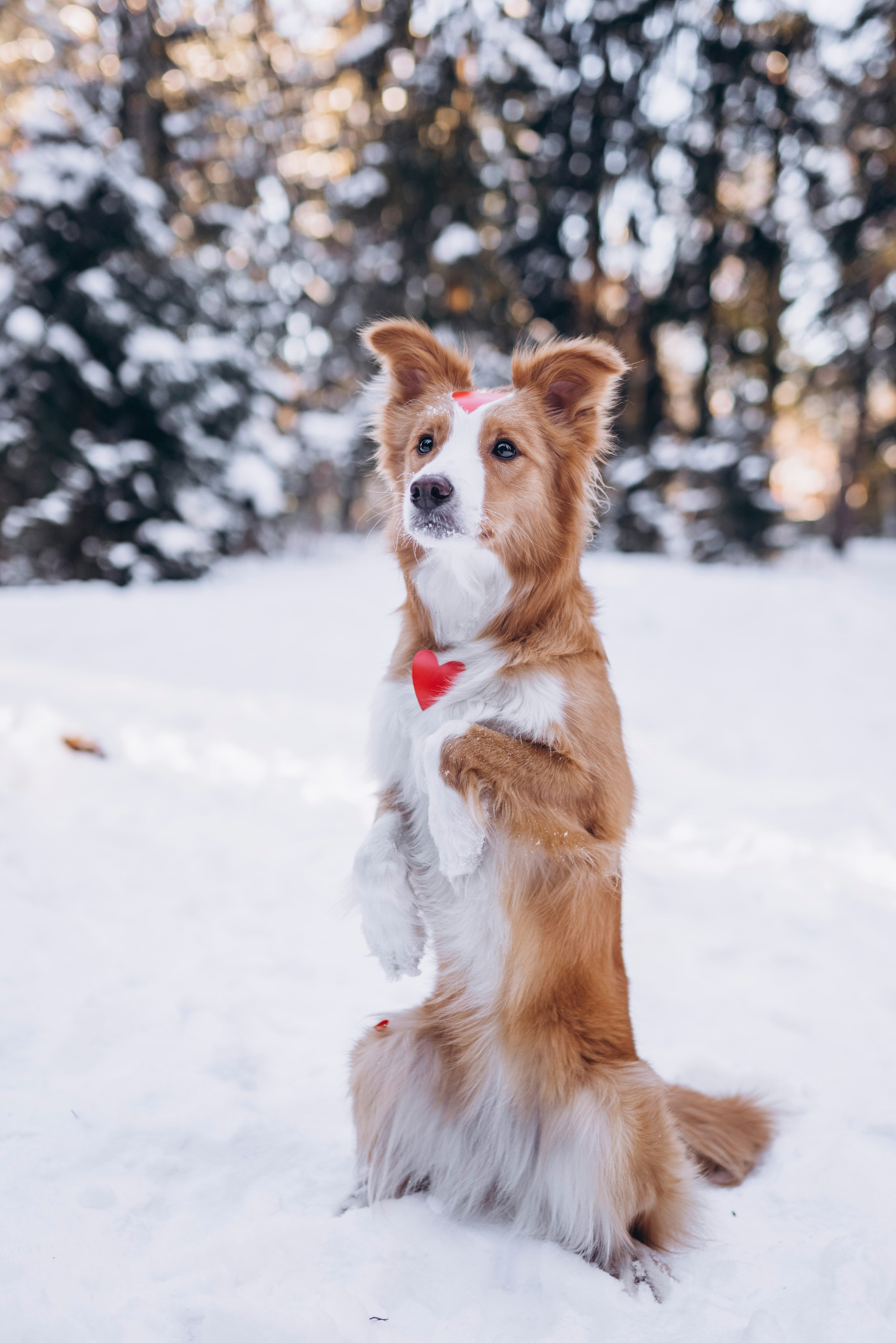 Фотодень Святого Валентина. Фотограф анималист в Спб недорого Олеся Майорова