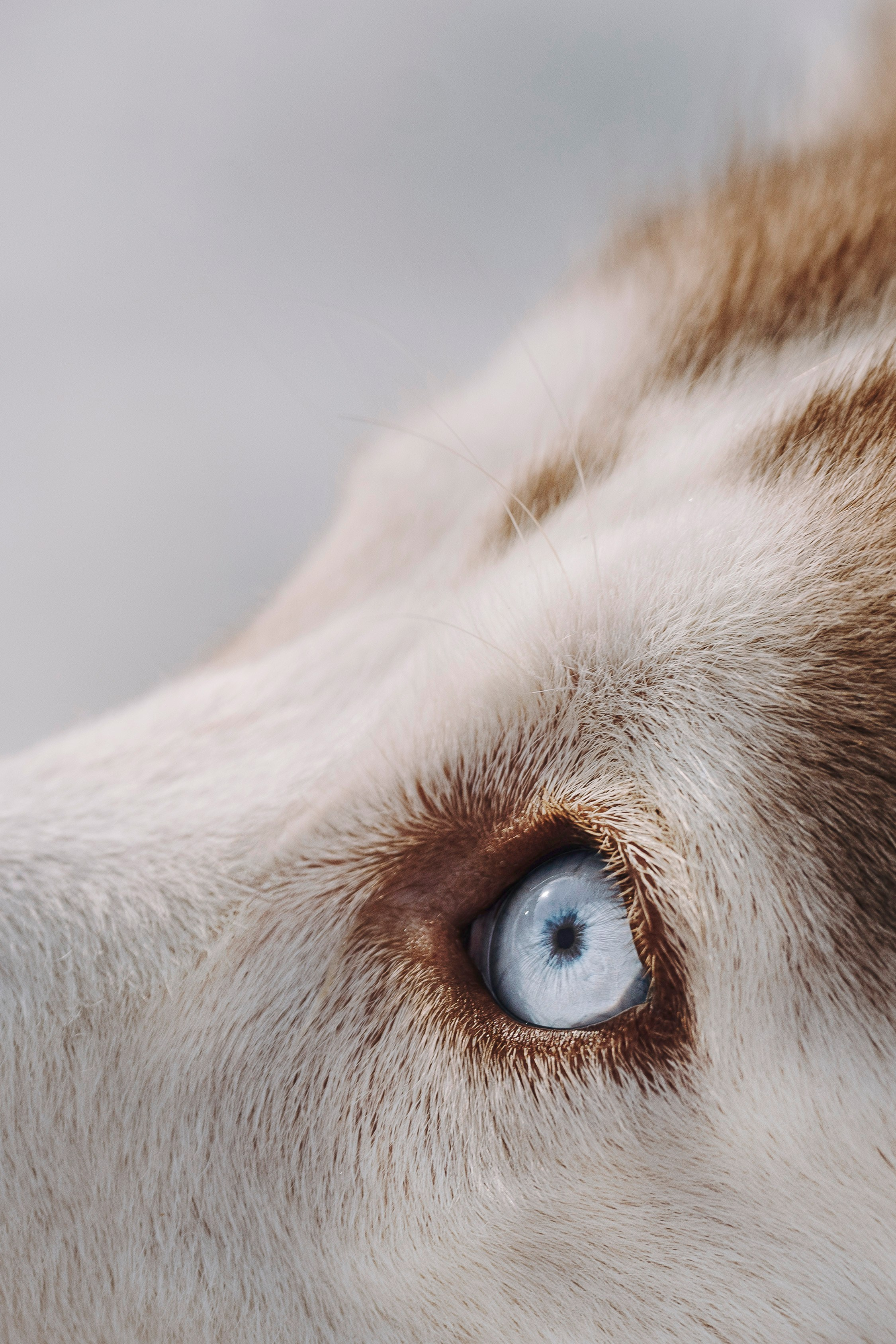 Мария и Амелия. Фотограф анималист в Спб недорого Олеся Майорова