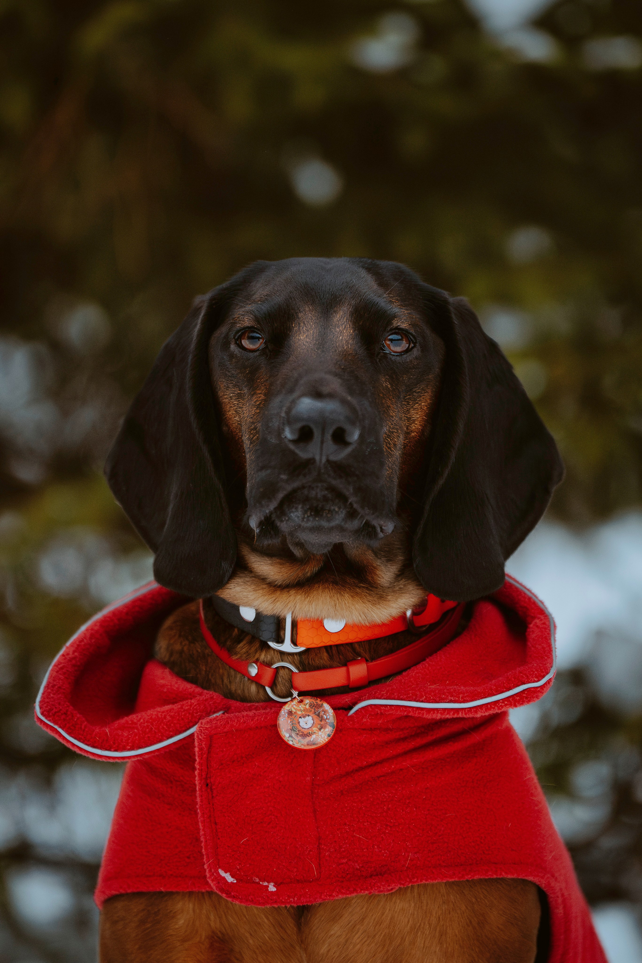 Ольга, Рора и Румпель. Фотограф анималист в Спб недорого Олеся Майорова