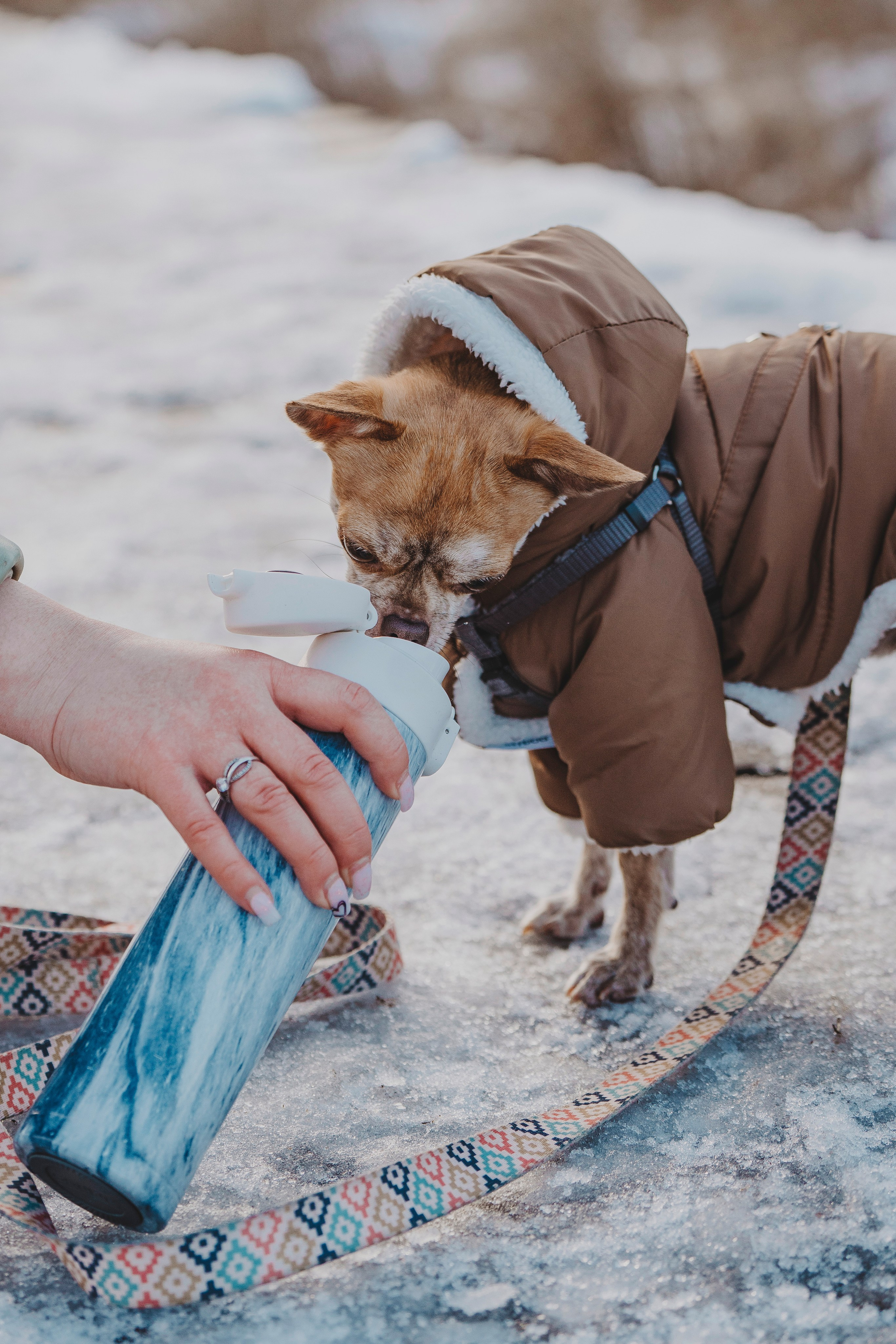Наталия и Боря. Фотограф анималист в Спб недорого Олеся Майорова