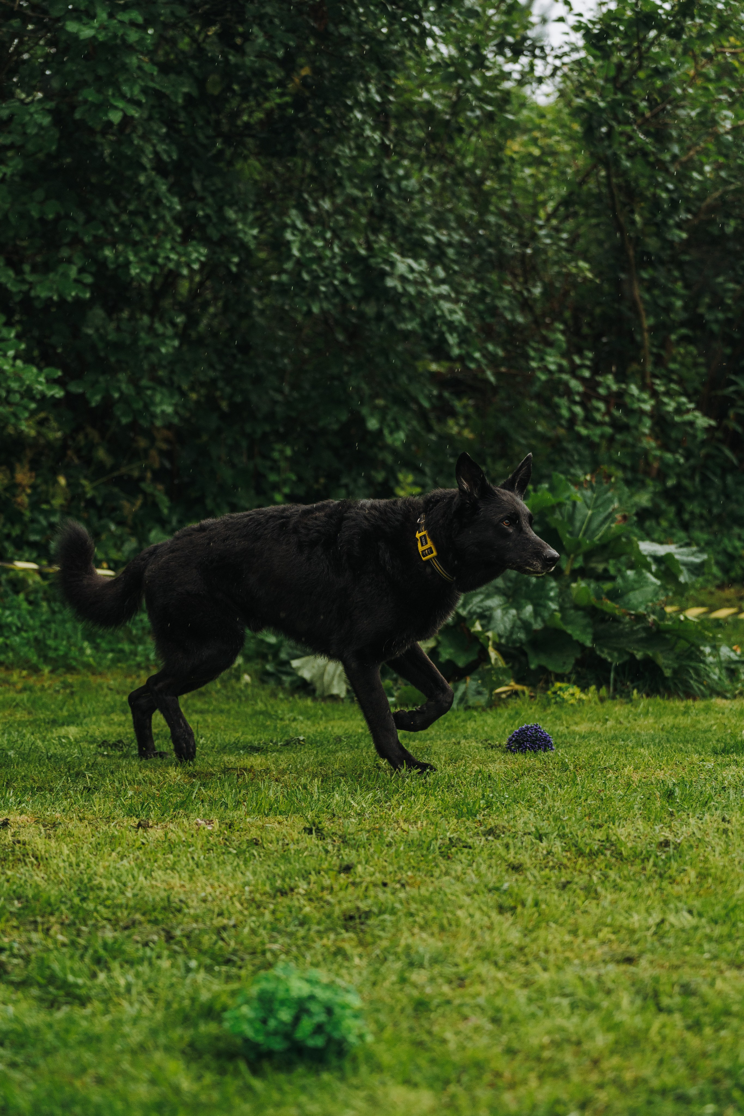 Соревнования по ноузворку в Новожилово. Фотограф анималист в Спб недорого Олеся Майорова