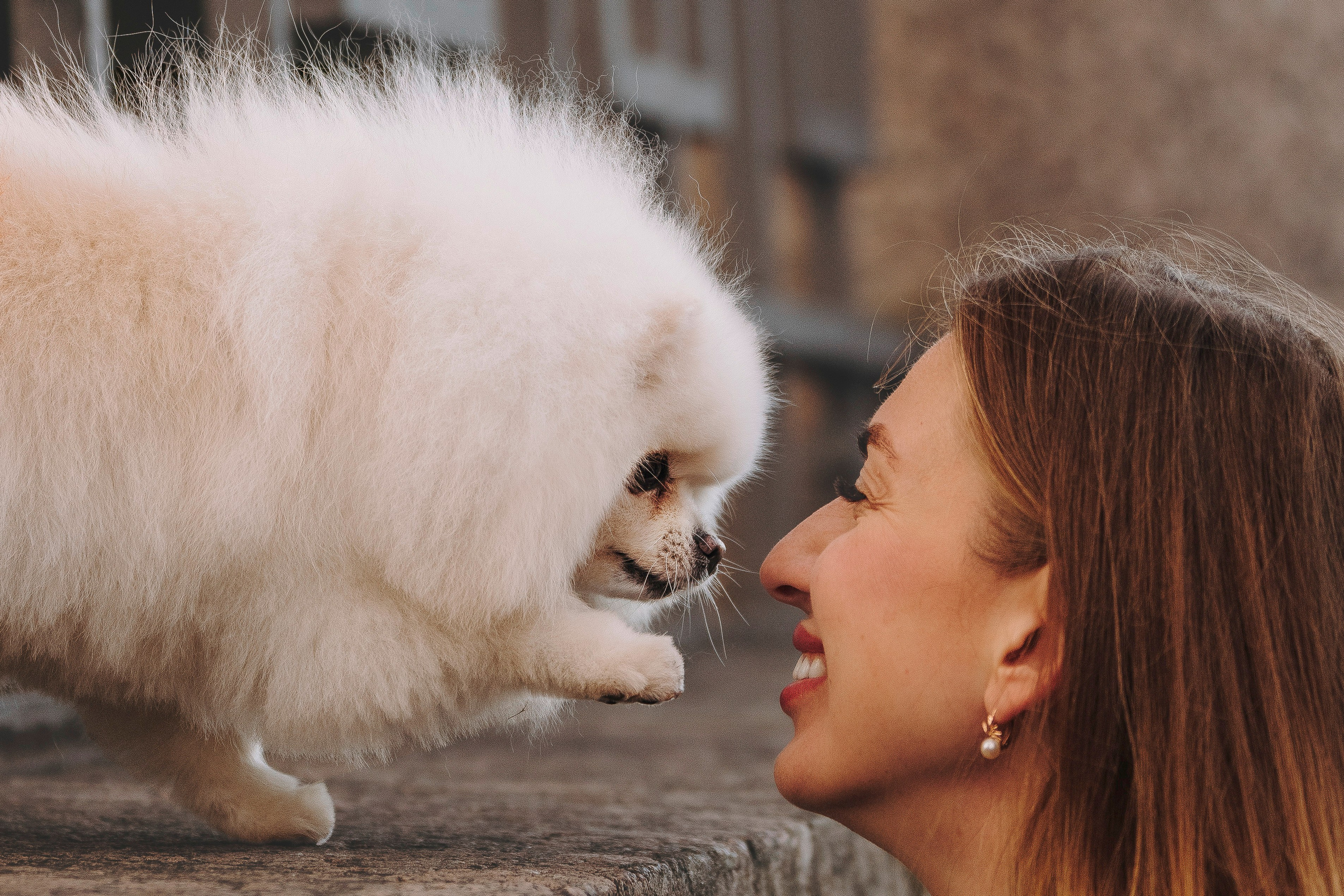 Фотосессия с померанским шпицем. Фотограф анималист в Спб недорого Олеся Майорова