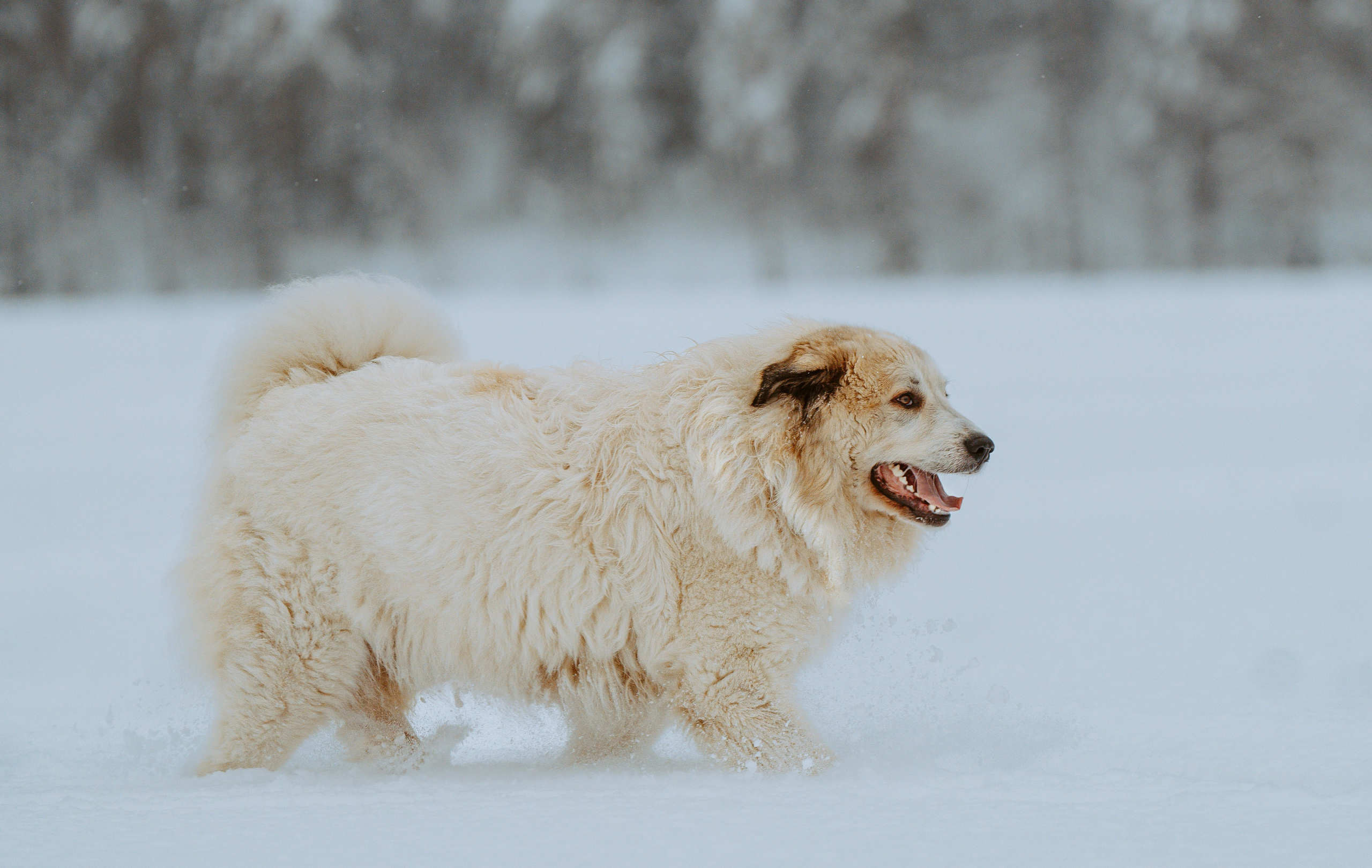 Фотограф питомцев в Санкт-Петербурге. Фотограф анималист в Спб недорого Олеся Майорова