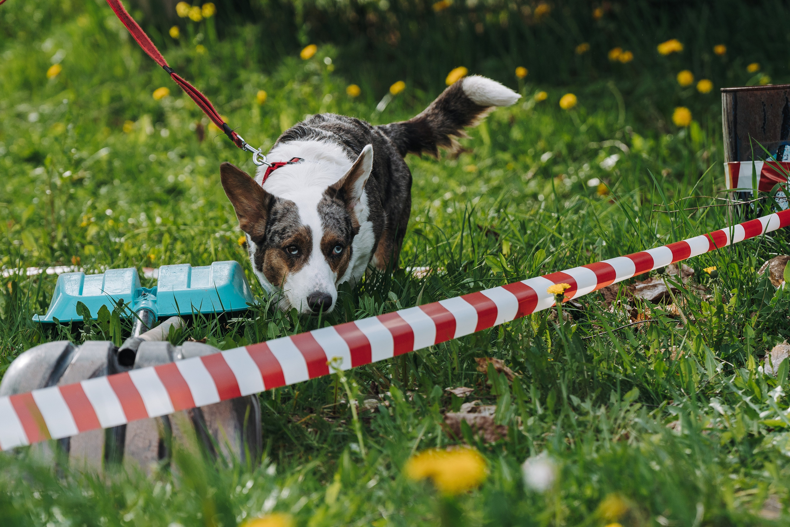Соревнования по ноузворку в Лосево. Фотограф анималист в Спб недорого Олеся Майорова