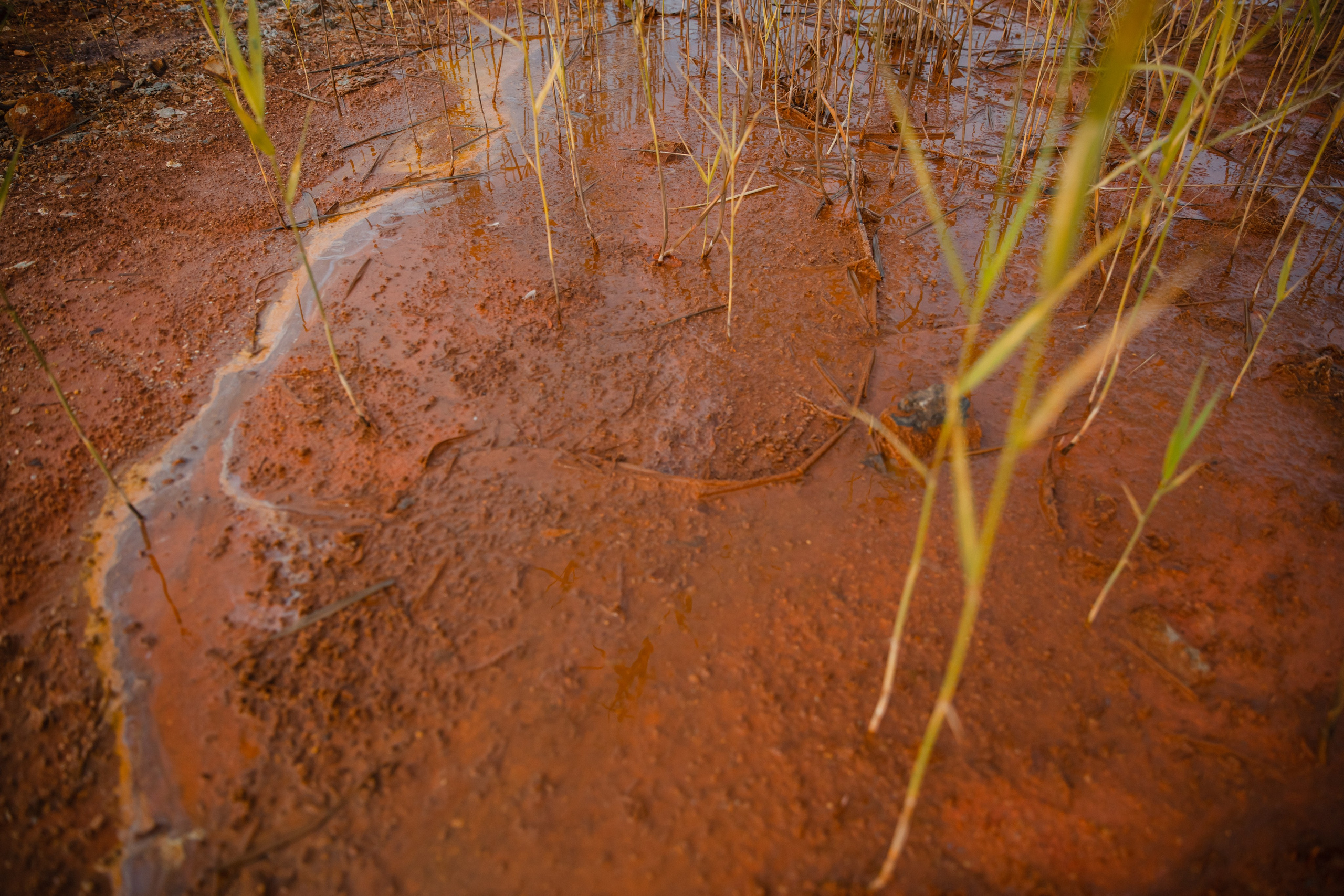 Love story Никиты и Полины. Свадебный и репортажный фотограф в Новокузнецке Вьюхин Александр