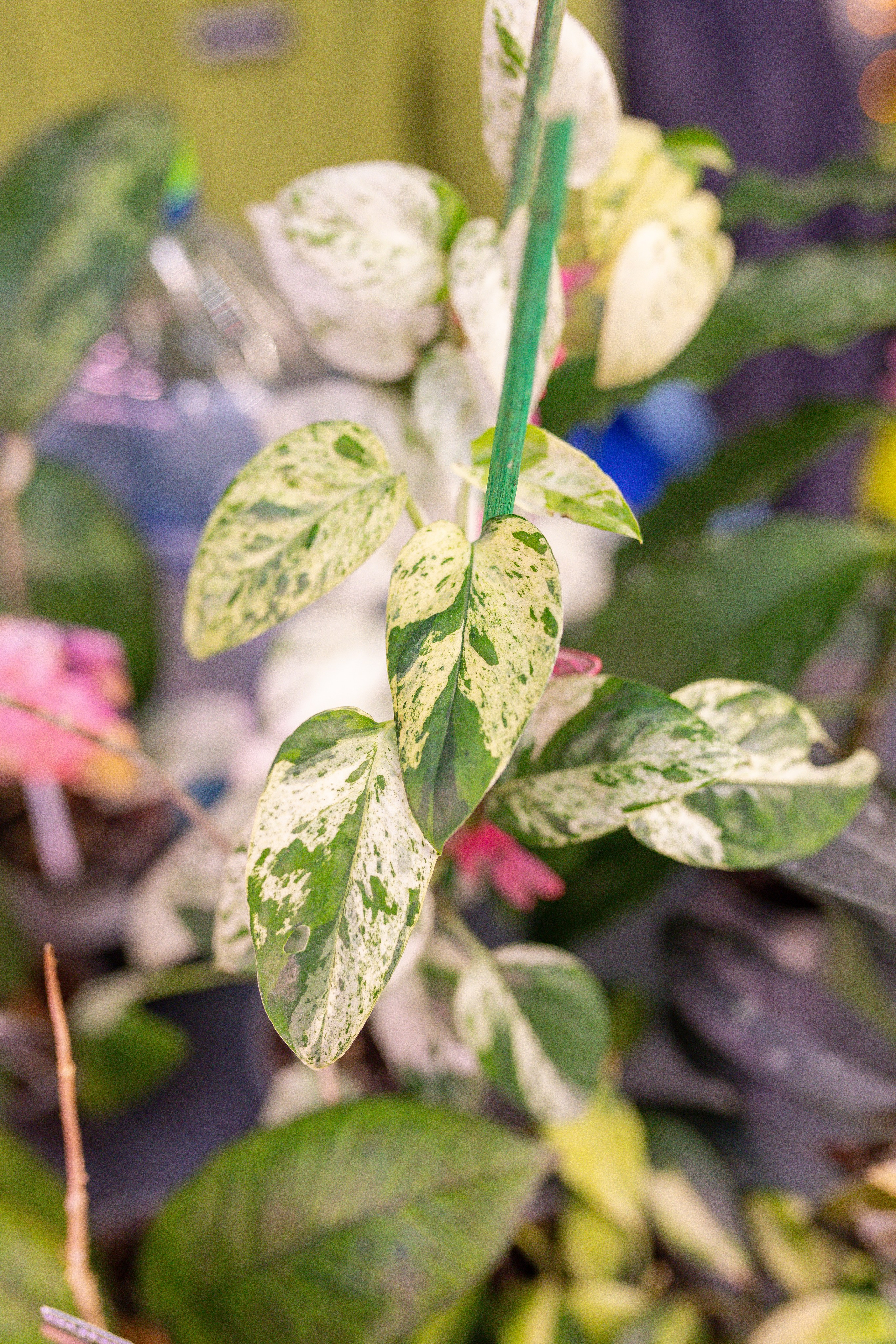 Орхидиум 12.2025. Александра Куликова фотограф, Москва