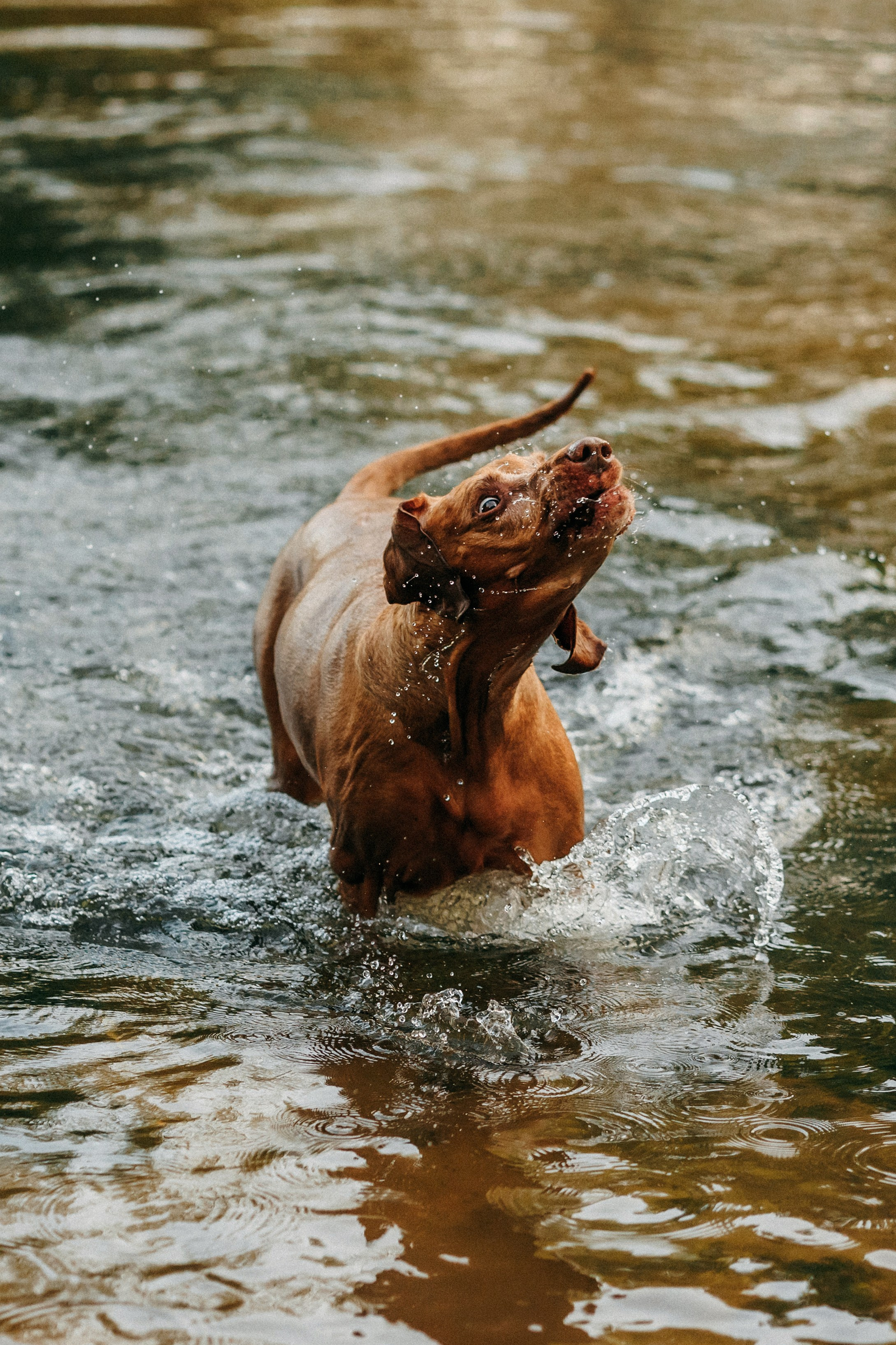 Марина, Глеб, Мая и Чили. Фотограф-анималист Елена Радченко, Москва