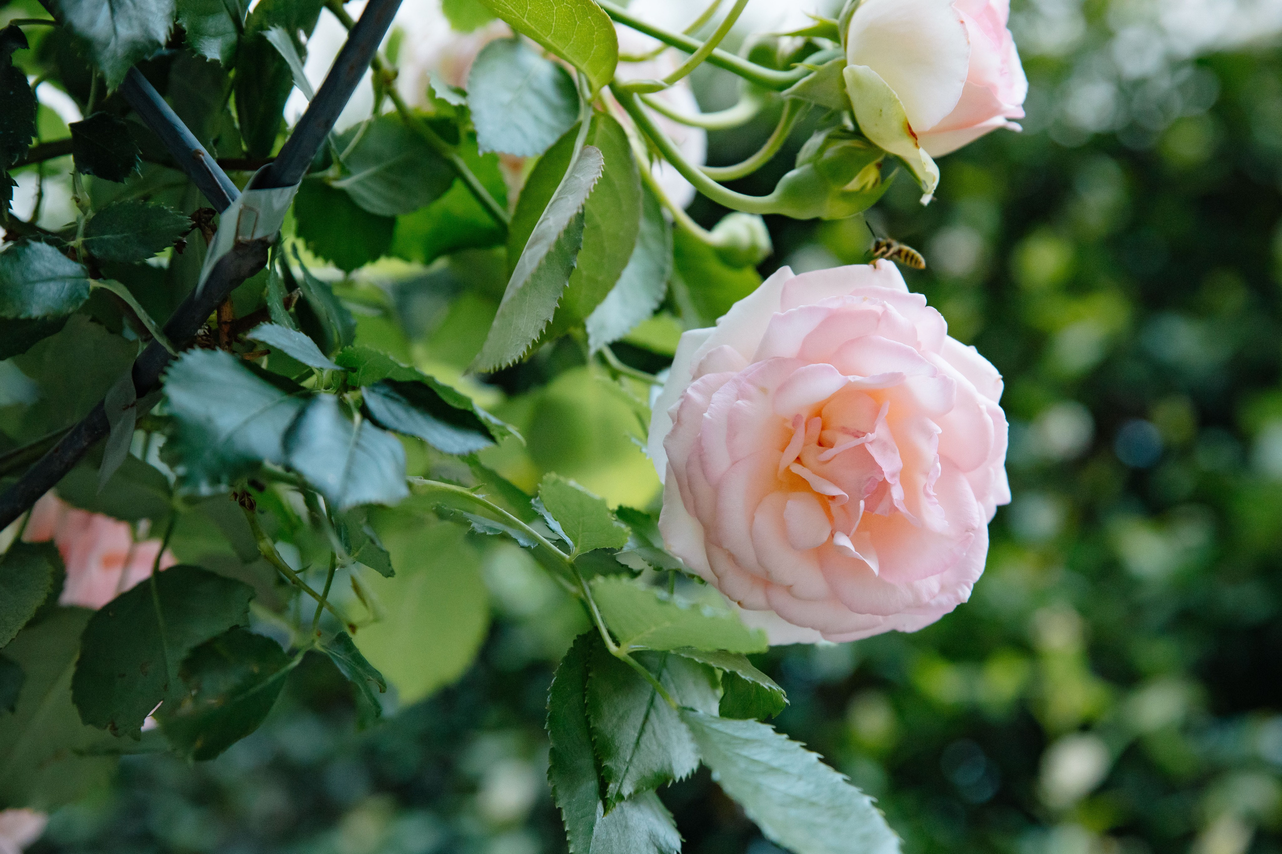 Настя. Фотограф в Москве Яна Полосина