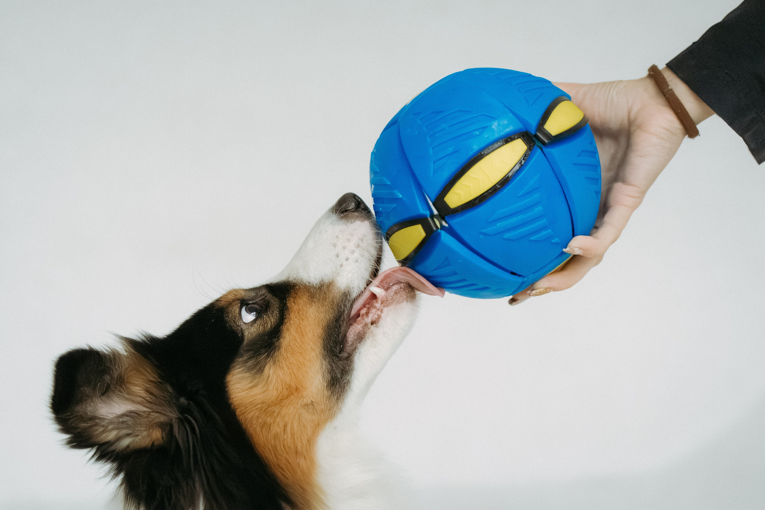 Мячи-попрыгуны. Фотораф — анималист Мария Шистка