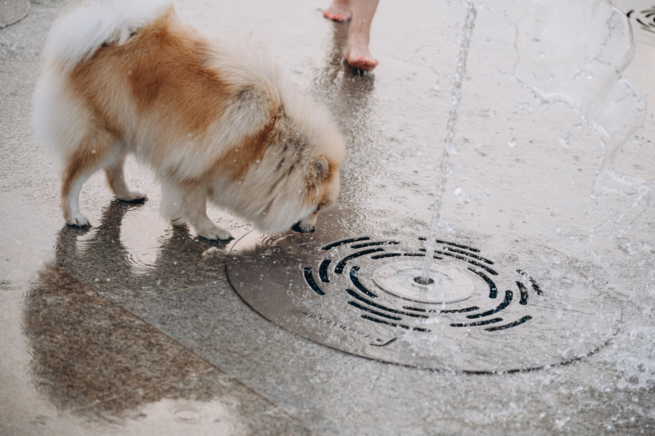 Любовь к животным. Мариуполь фото. Фотограф Мариуполь.Индивидуальные съёмки. Детские, семейные, коммерческие