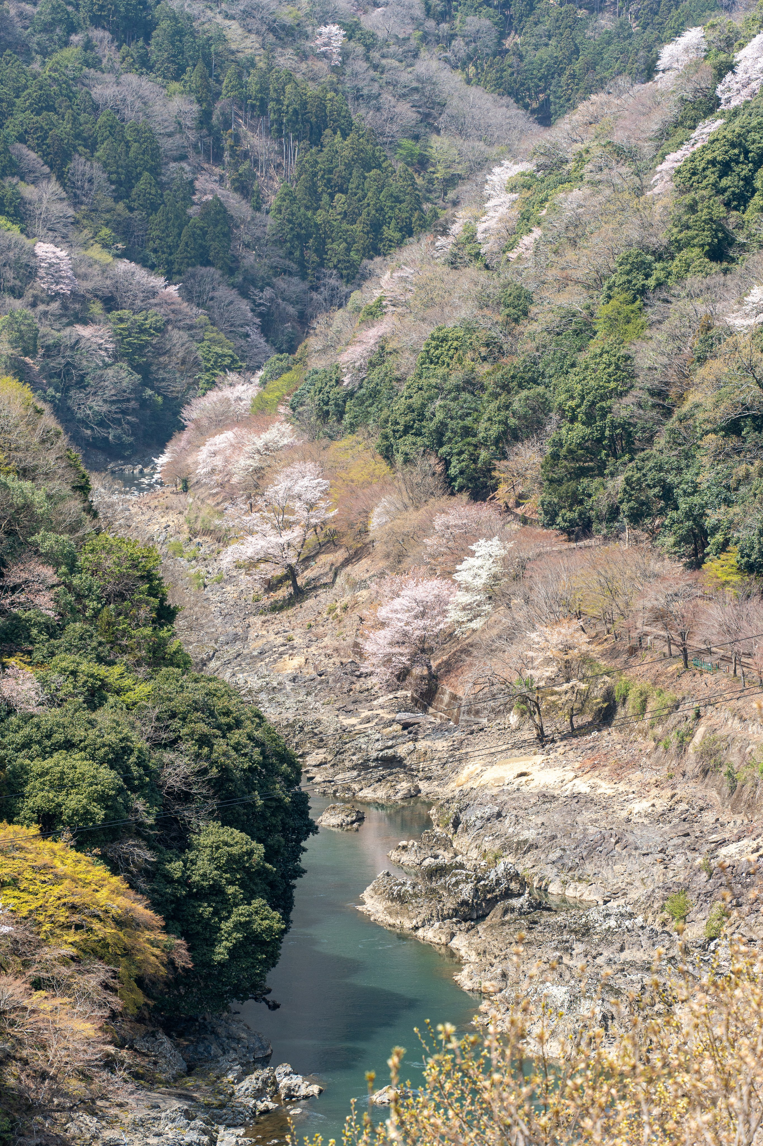 Япония, сакура. Творческие сьемки