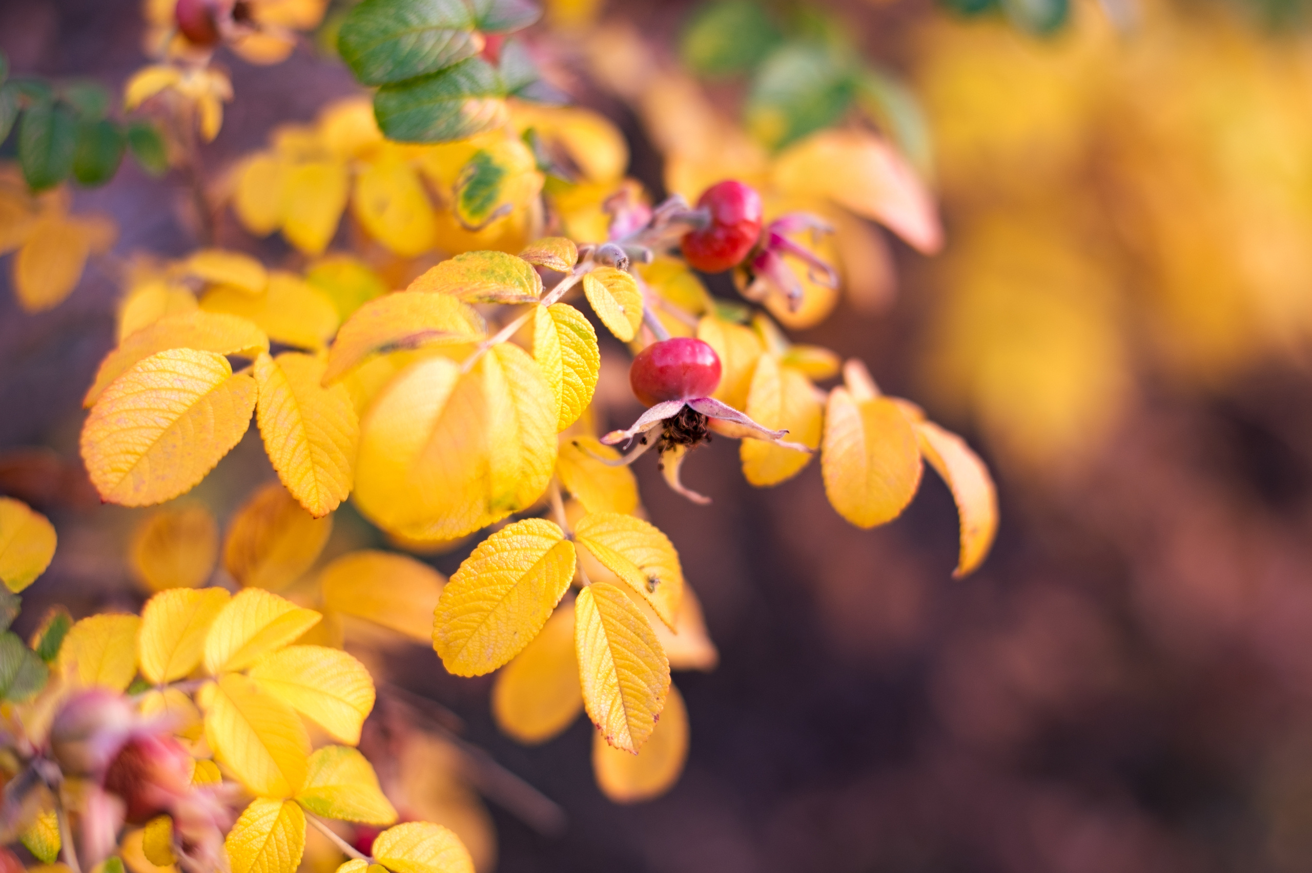 Осенняя фотосессия в Зеленограде и Москве