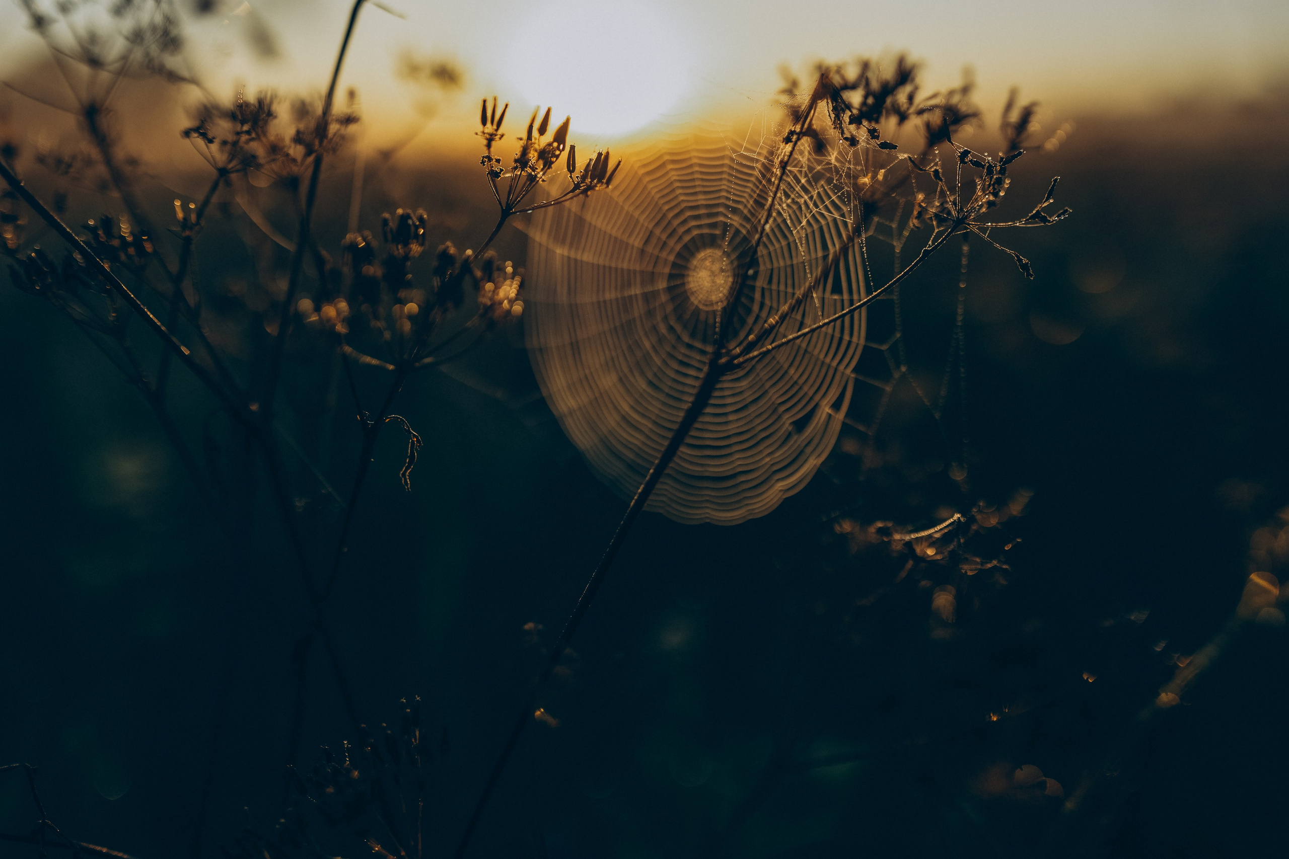 Ольга. Татьяна Афонина | Фотограф