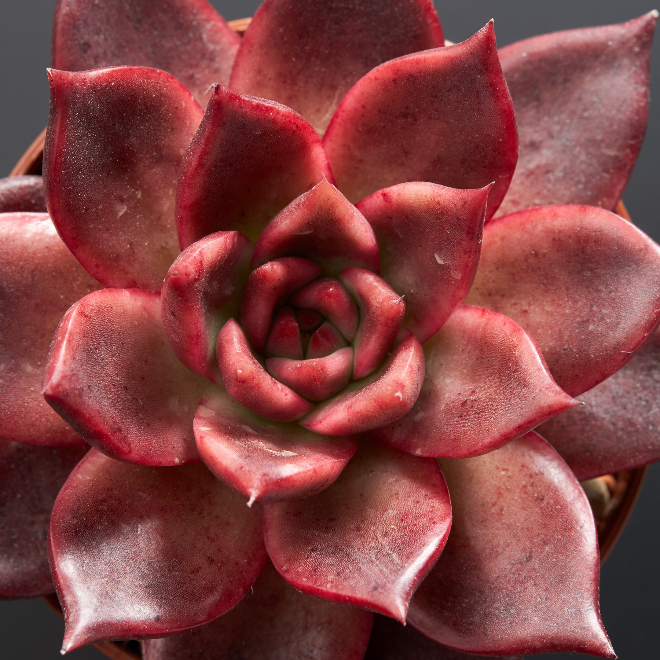 Decorative succulent top view - photographer Andrey Dunin