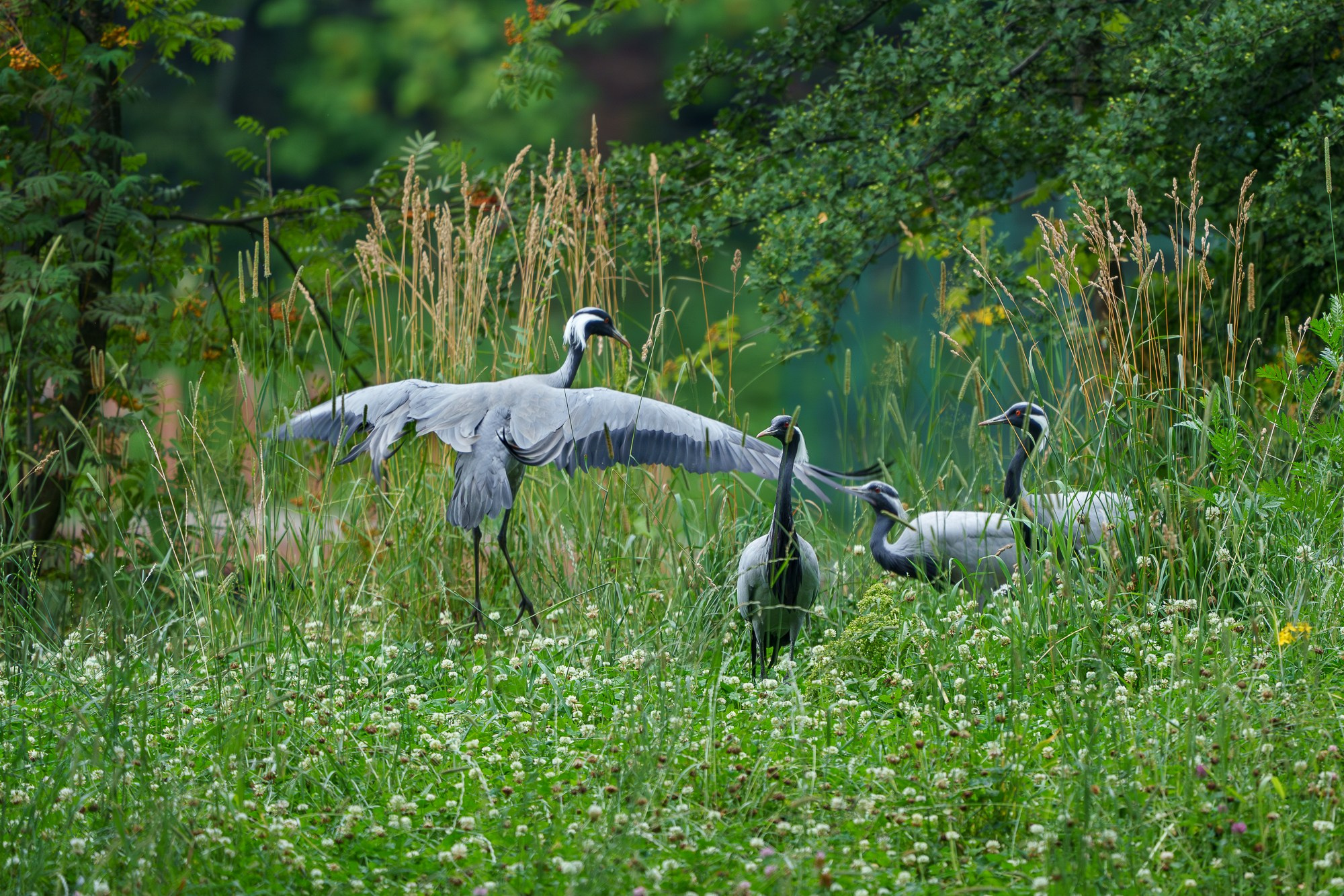 Удивительные мир птиц. Вокруг нас столько прекрасного — присмотритесь!. Ваш личный фотограф Марина Волкова