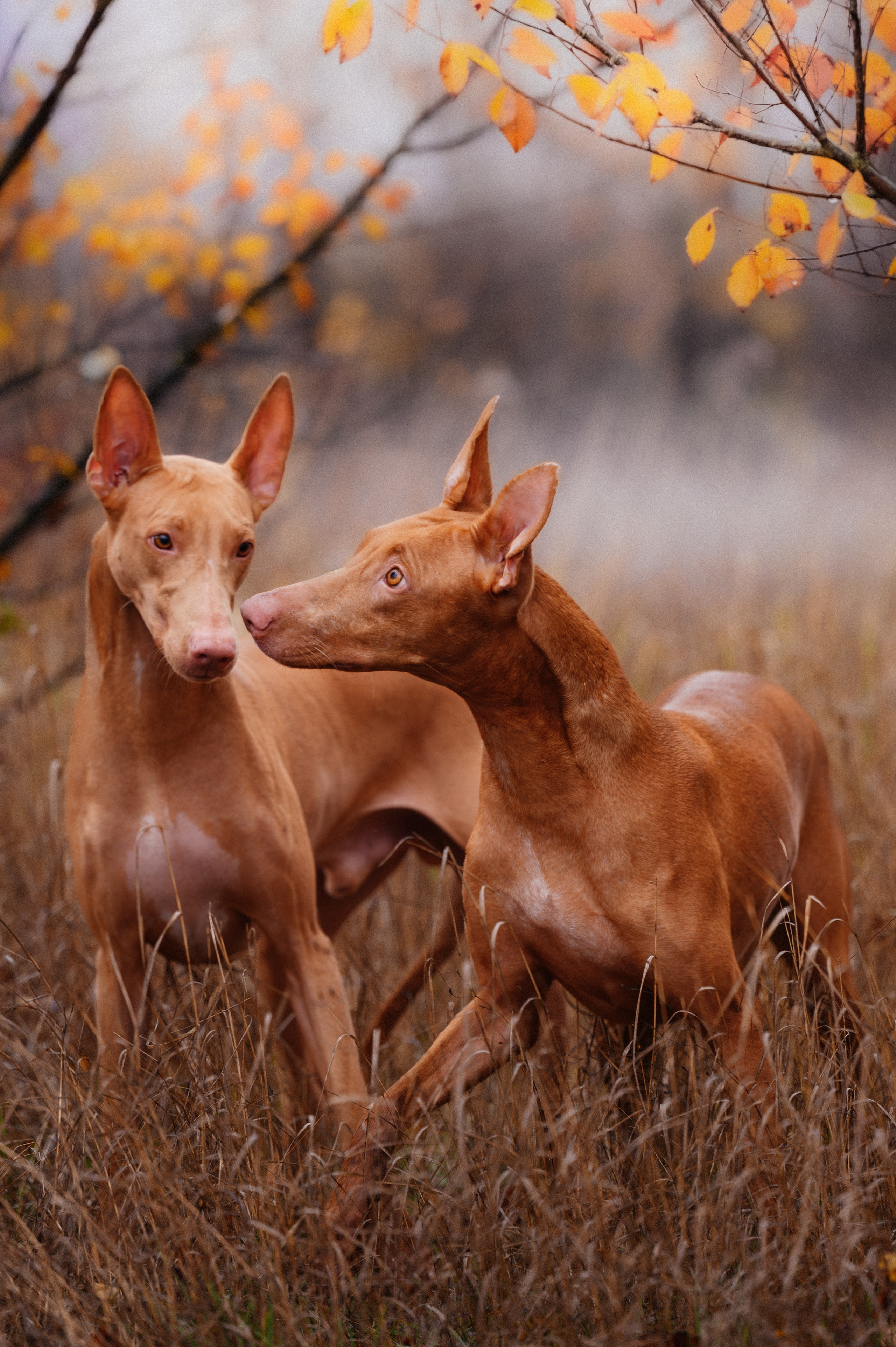 Фотограф в Ростове —на — Дону