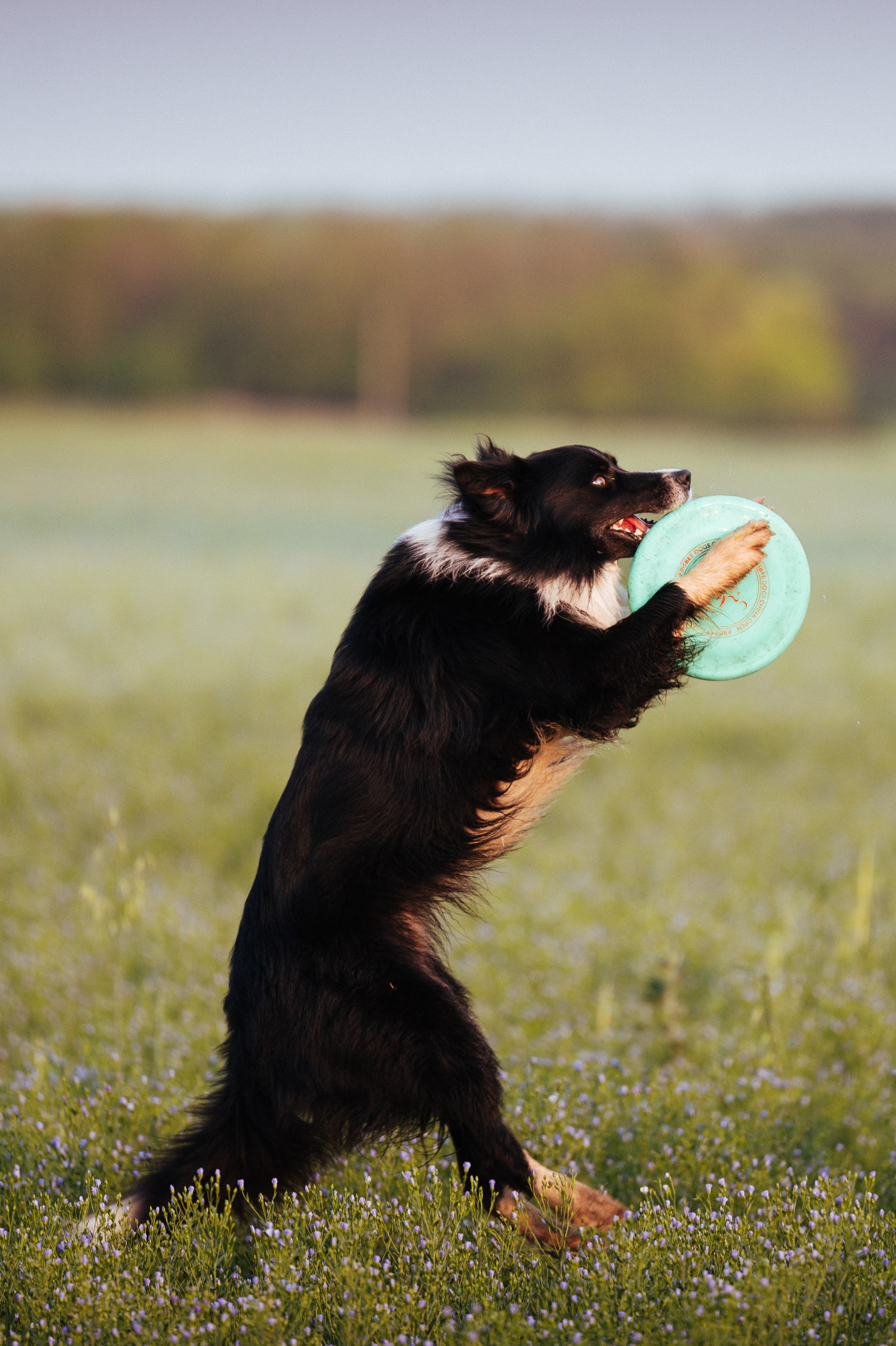 Прогулка на рассвете с бордер-колли. Фотограф в Ростове —на — Дону