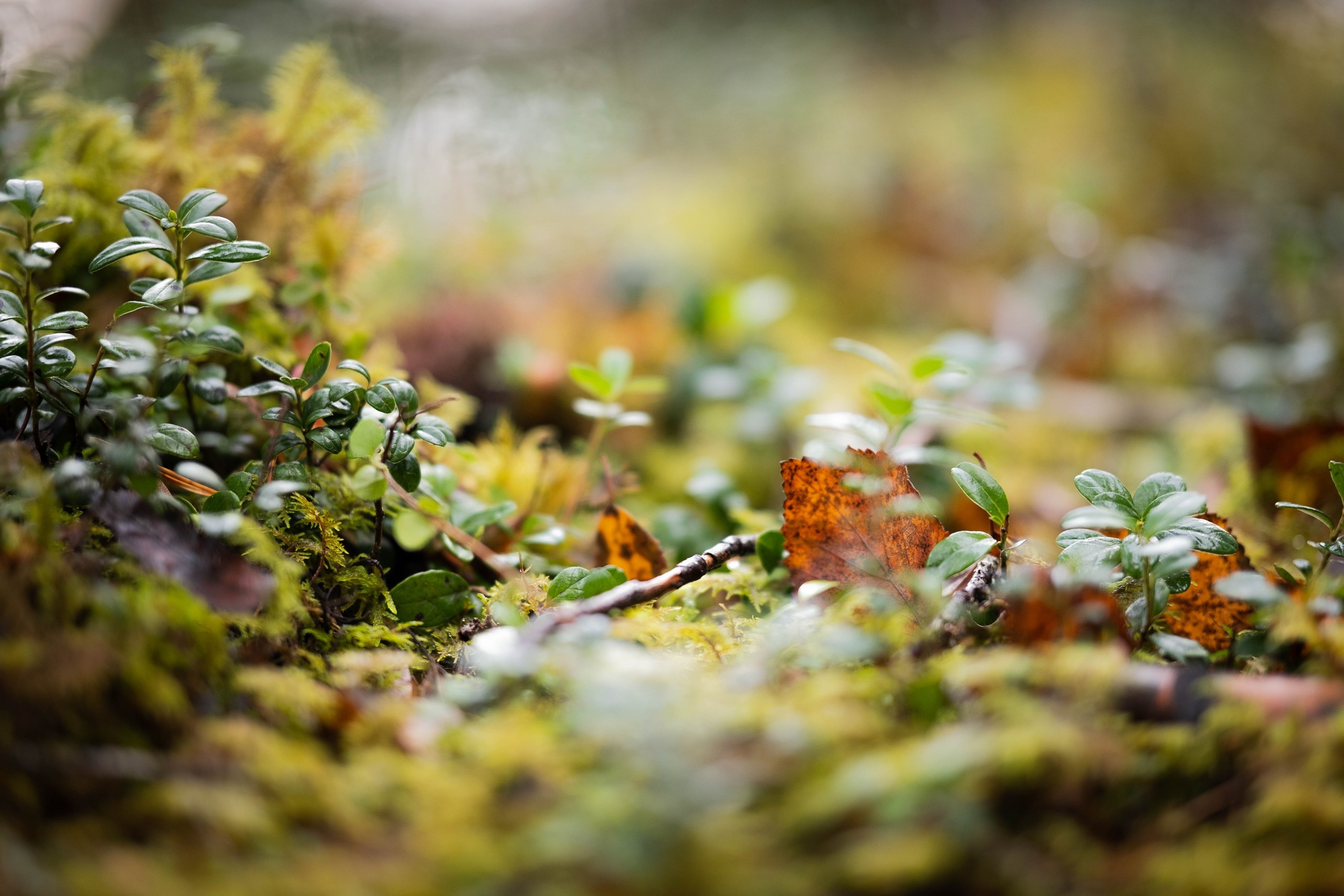 Чем дальше в лес. KRUTOVA_фотографирую жизнь