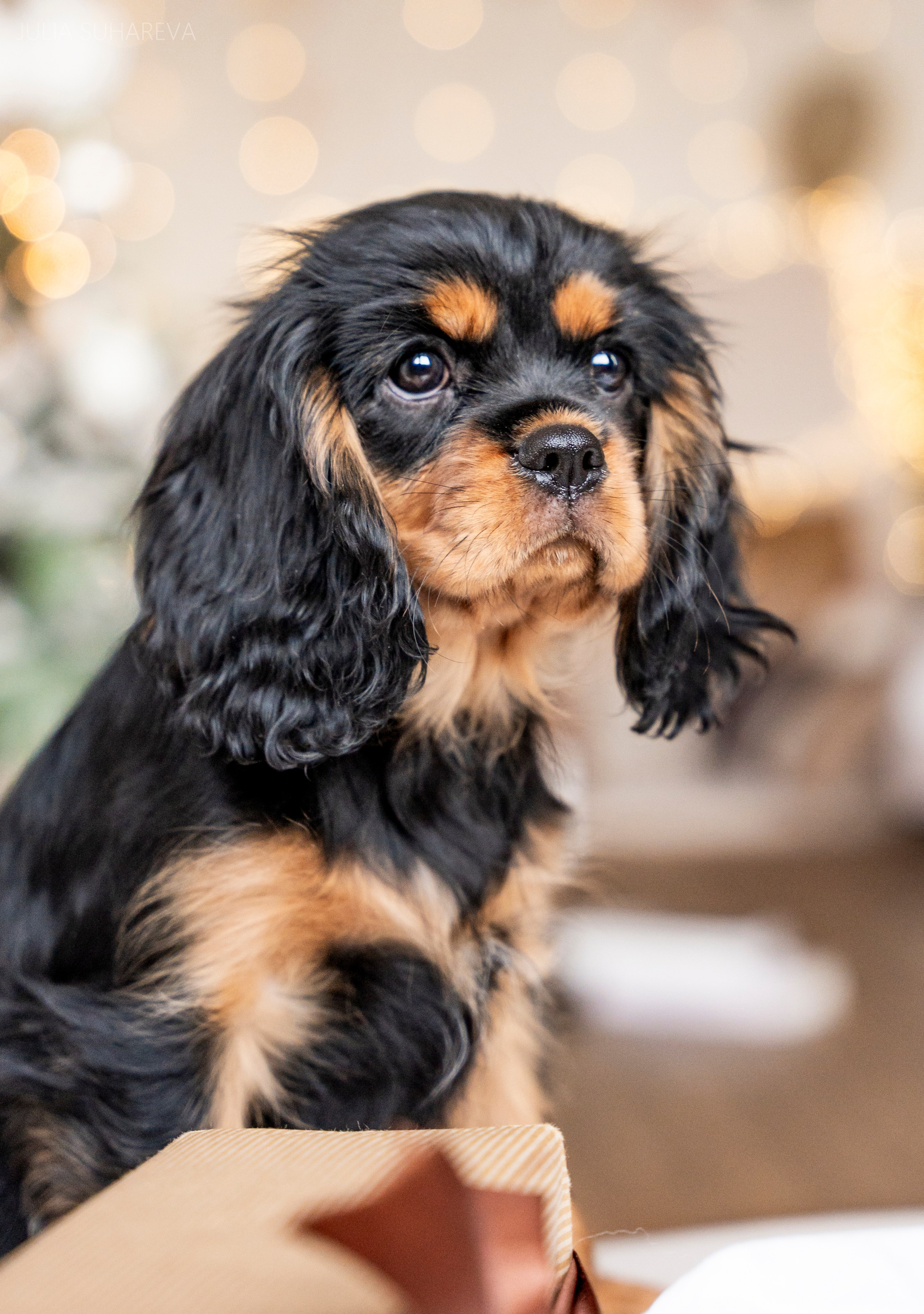 Щенки Кавалер кинг-чарльз-спаниель (Новый год). Главная