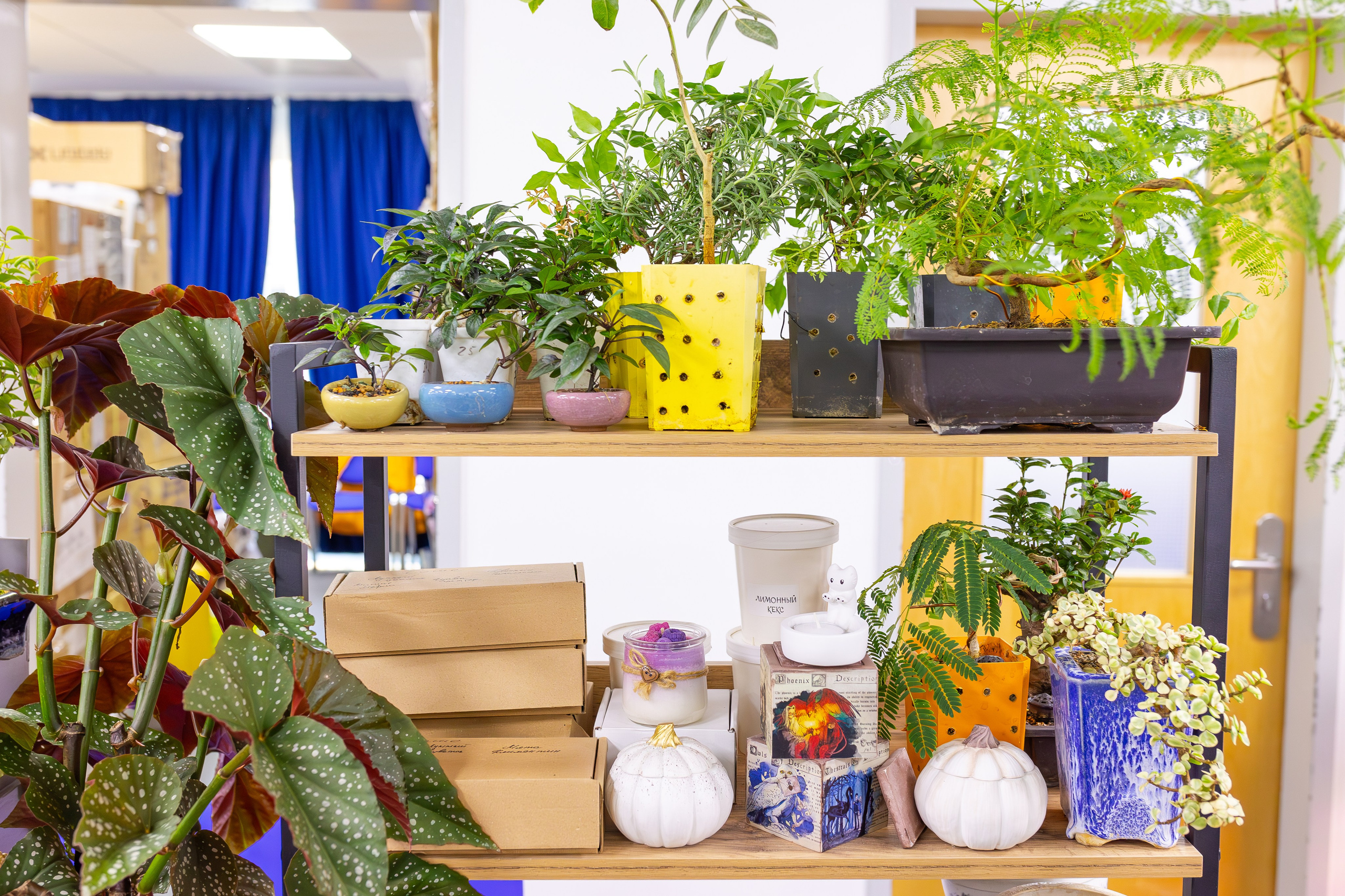 Орхидиум сентябрь 2025. Александра Куликова фотограф, Москва