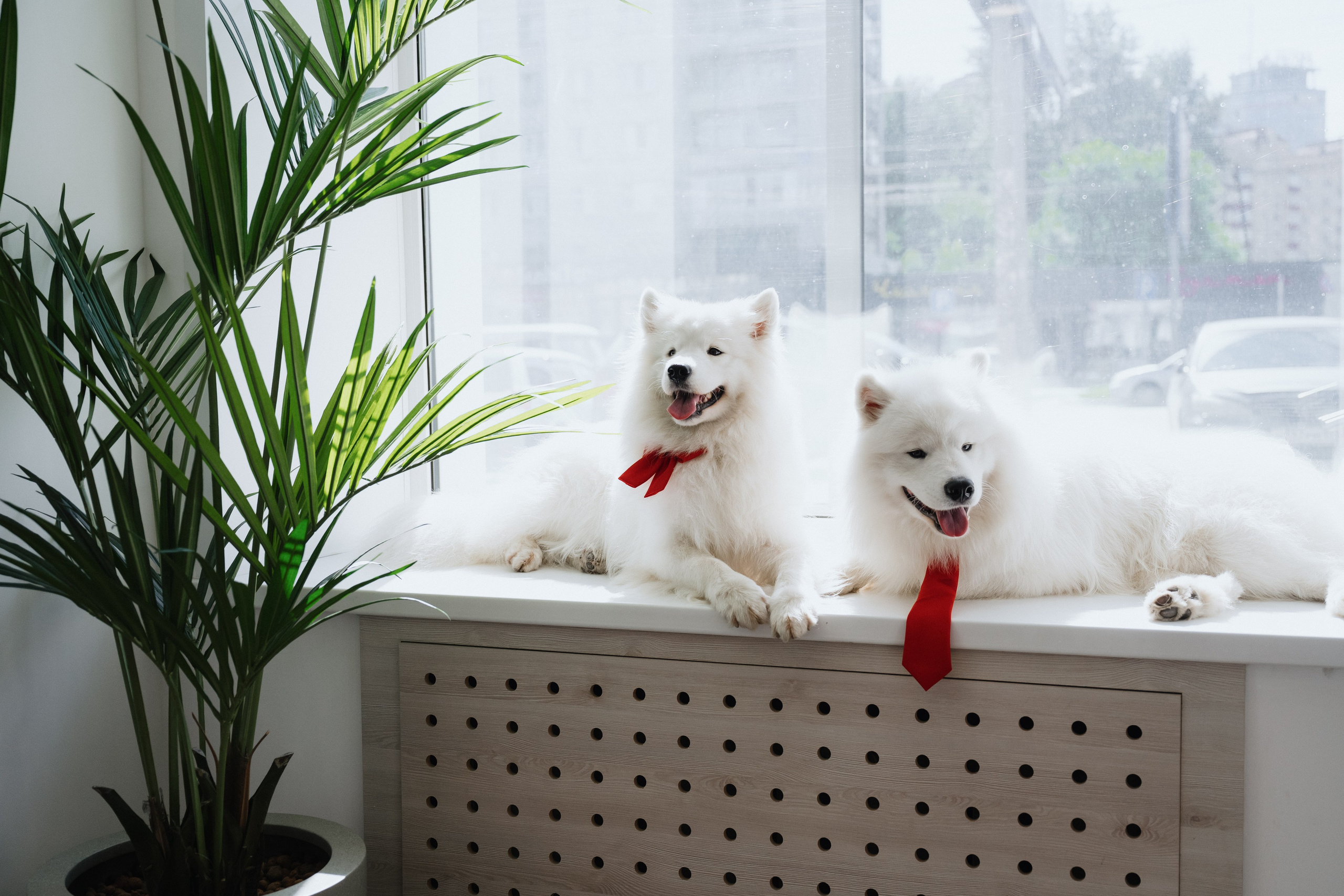 Альфа банк Карла Маркса 55. Фотограф Кристина Тумаева. Самоед Новосибирск