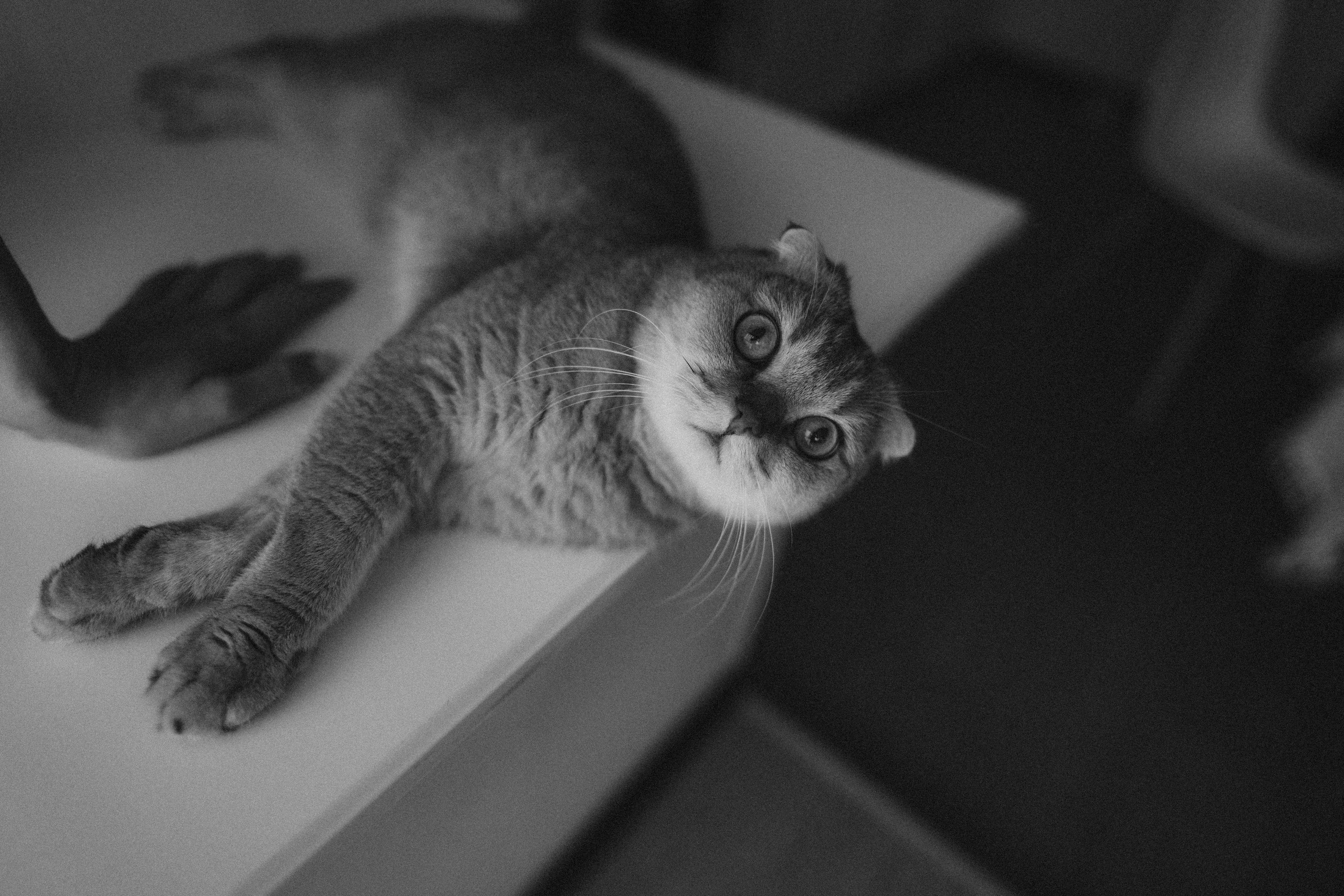 Home Photoshoot with Dasha and Cat Albus — Anton Avanzato