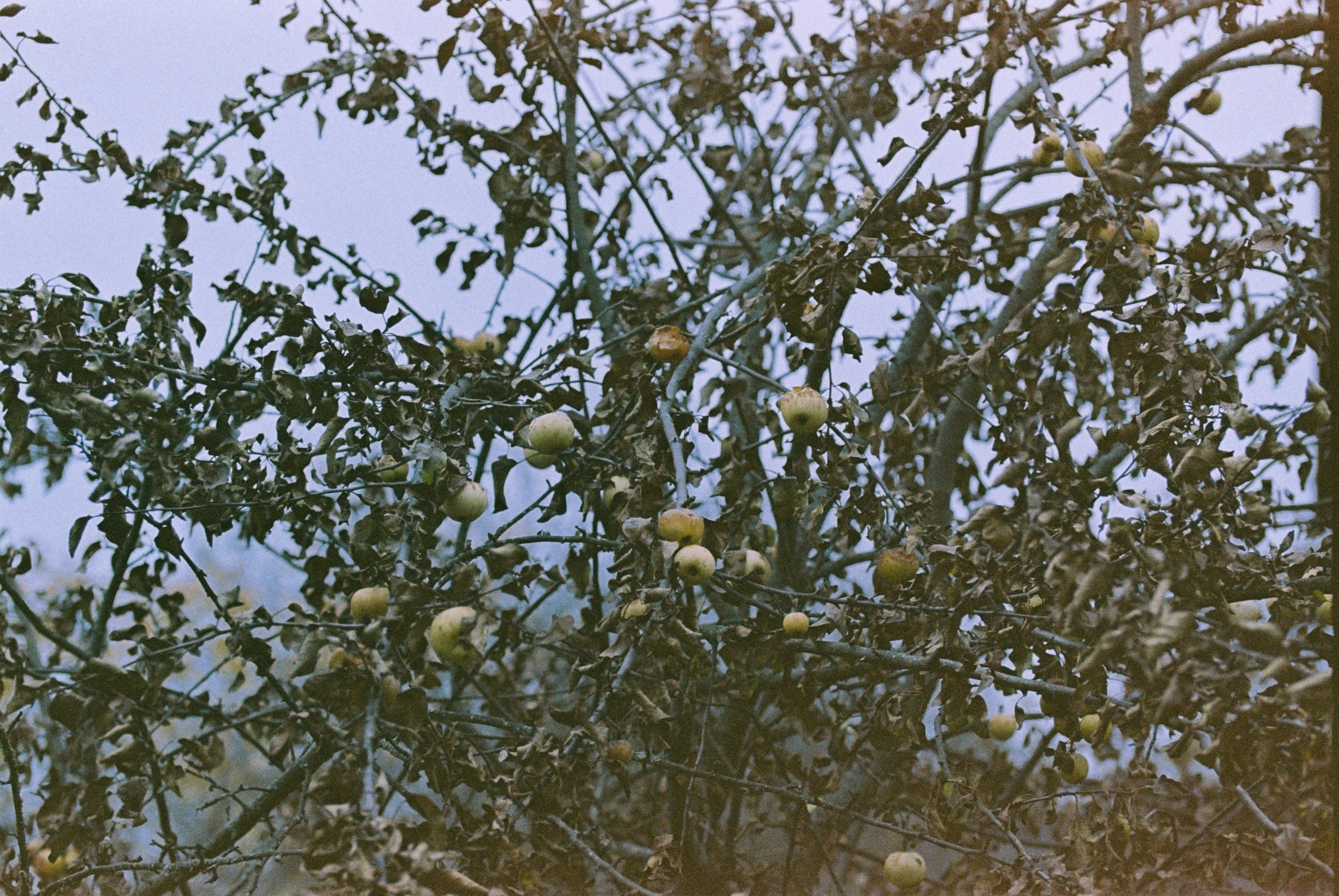 Осень на просроченную Kodak Color Plus 200 и Contax N1 с макро-объекти