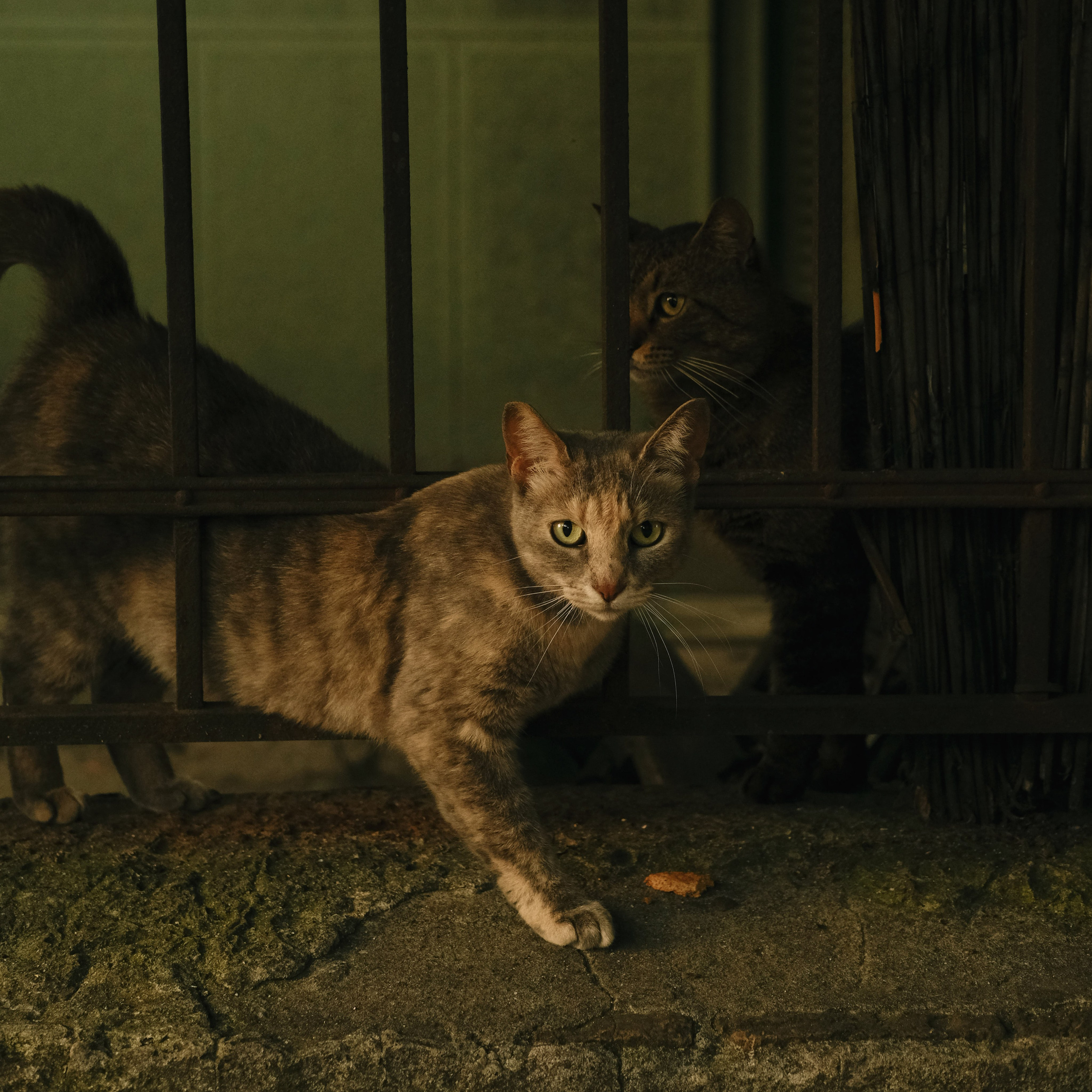 Animals. Sasha Shu — retoucher and photographer