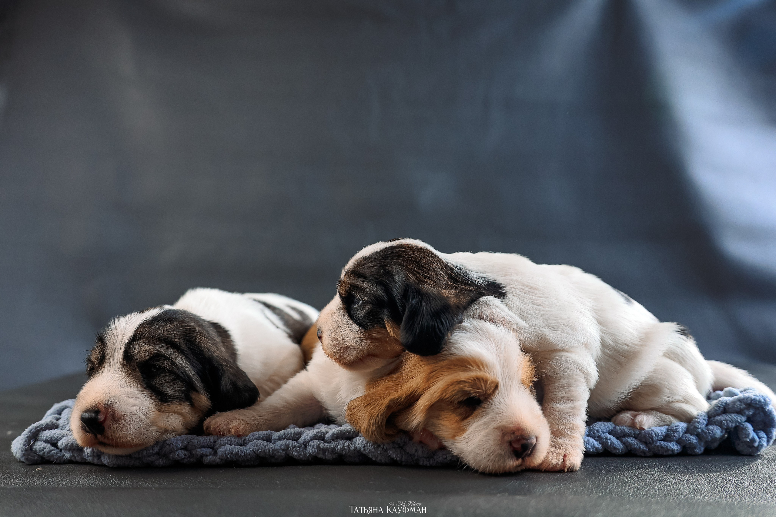 Малые вандейские бассет гриффоны. PVBG. Petit vandeen basset griffon, щенки в новосибирске. Питомник White Rivendel