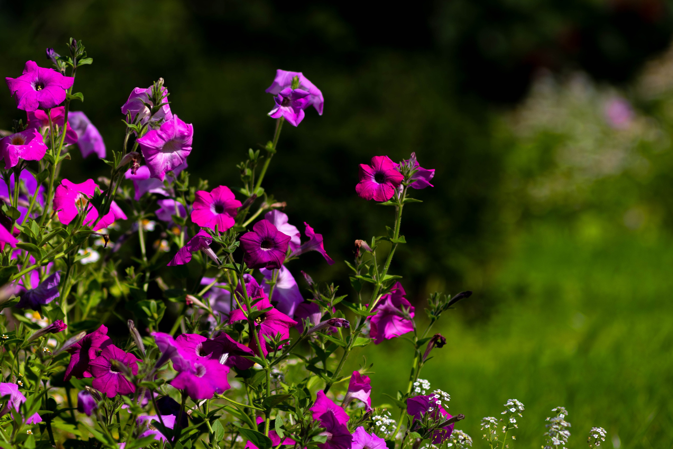 Цветы. Светофография