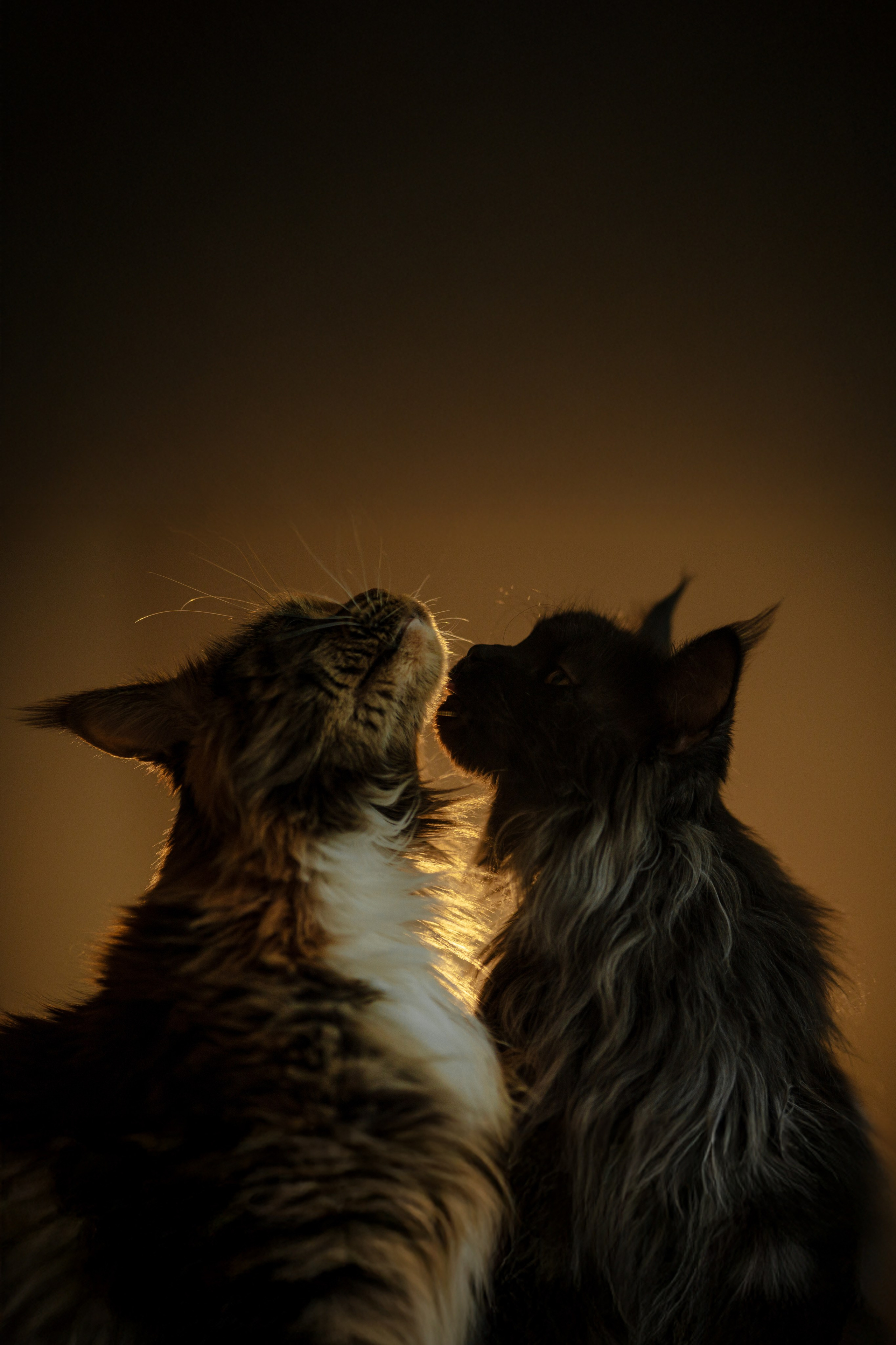 Флоки и Хисса. Фотограф в Санкт-Петербурге Алёна Губинская