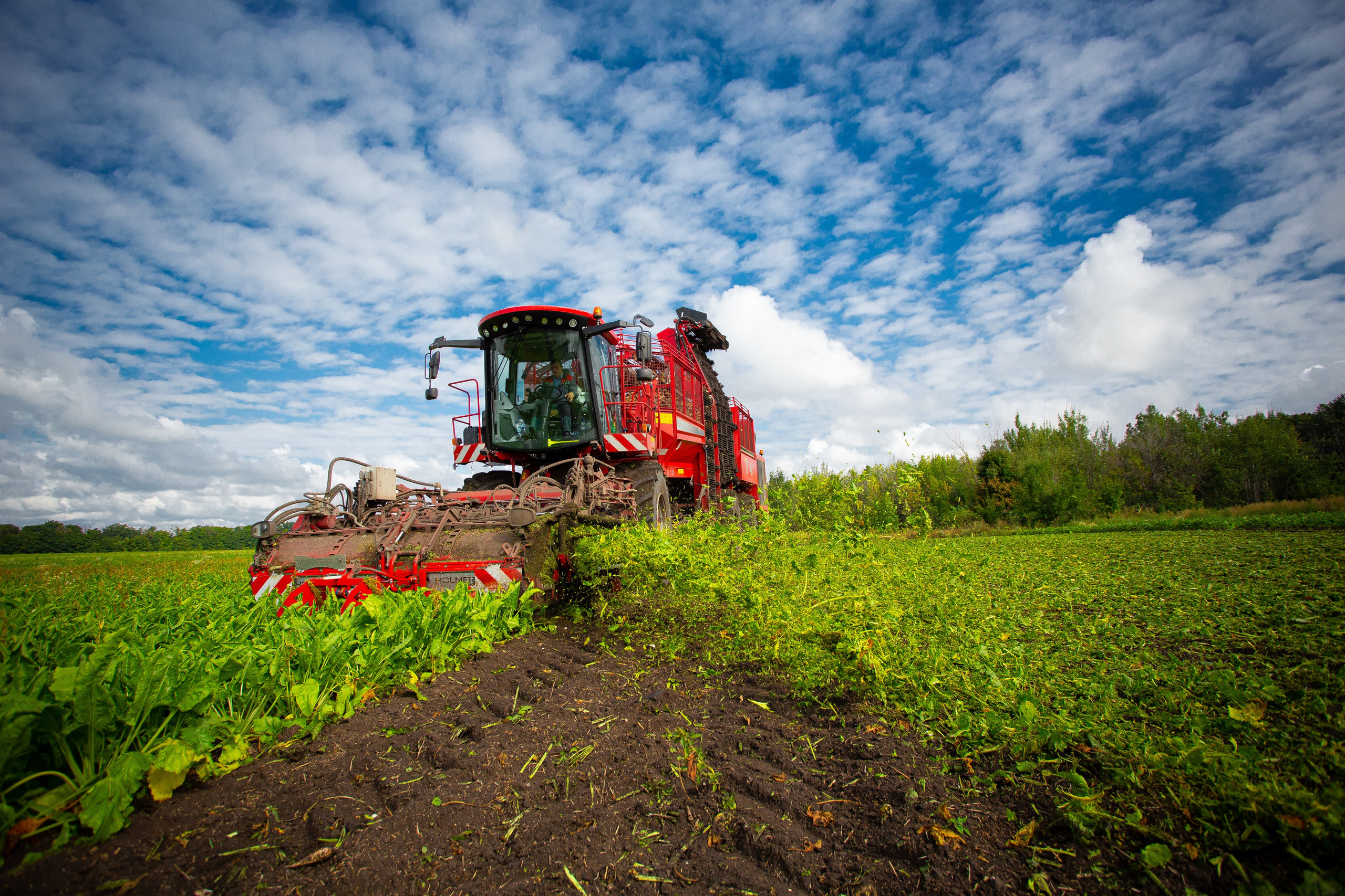 Агрохолдинг комбайн уборка сахарной свеклы