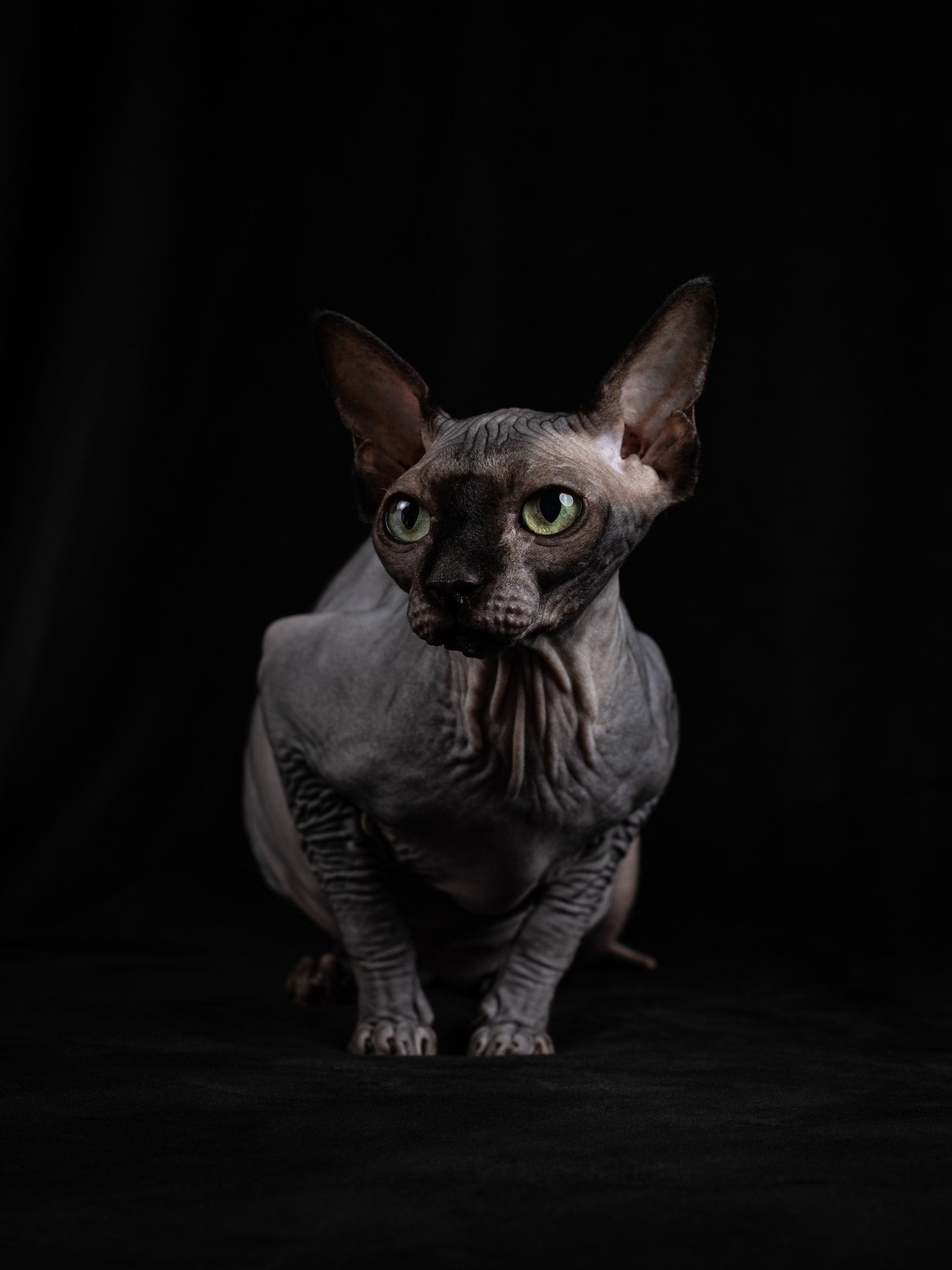 Клёпа | сфинкс. Alexandrovna photography