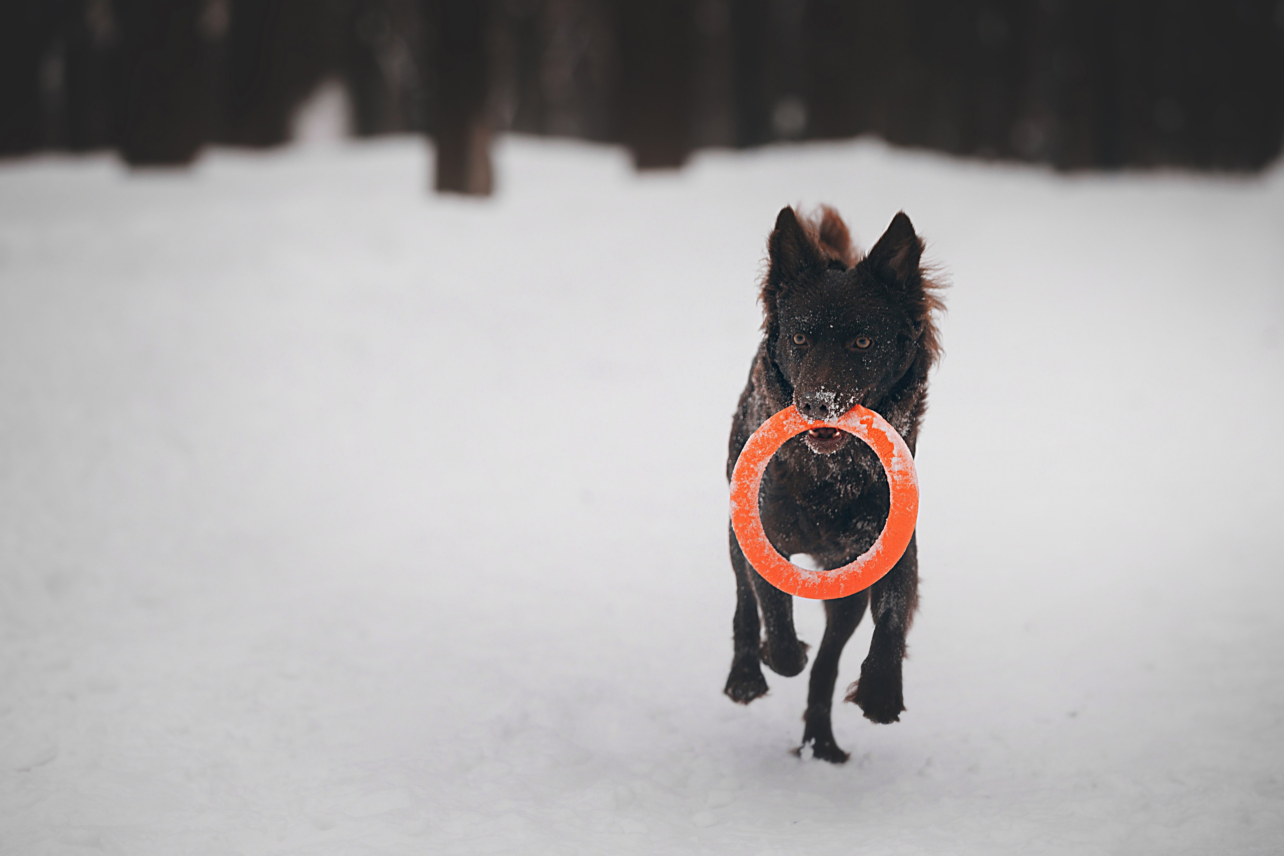 Соня и Персей в Нескучном саду. Фотограф анималист Кристина Карпова, Москва