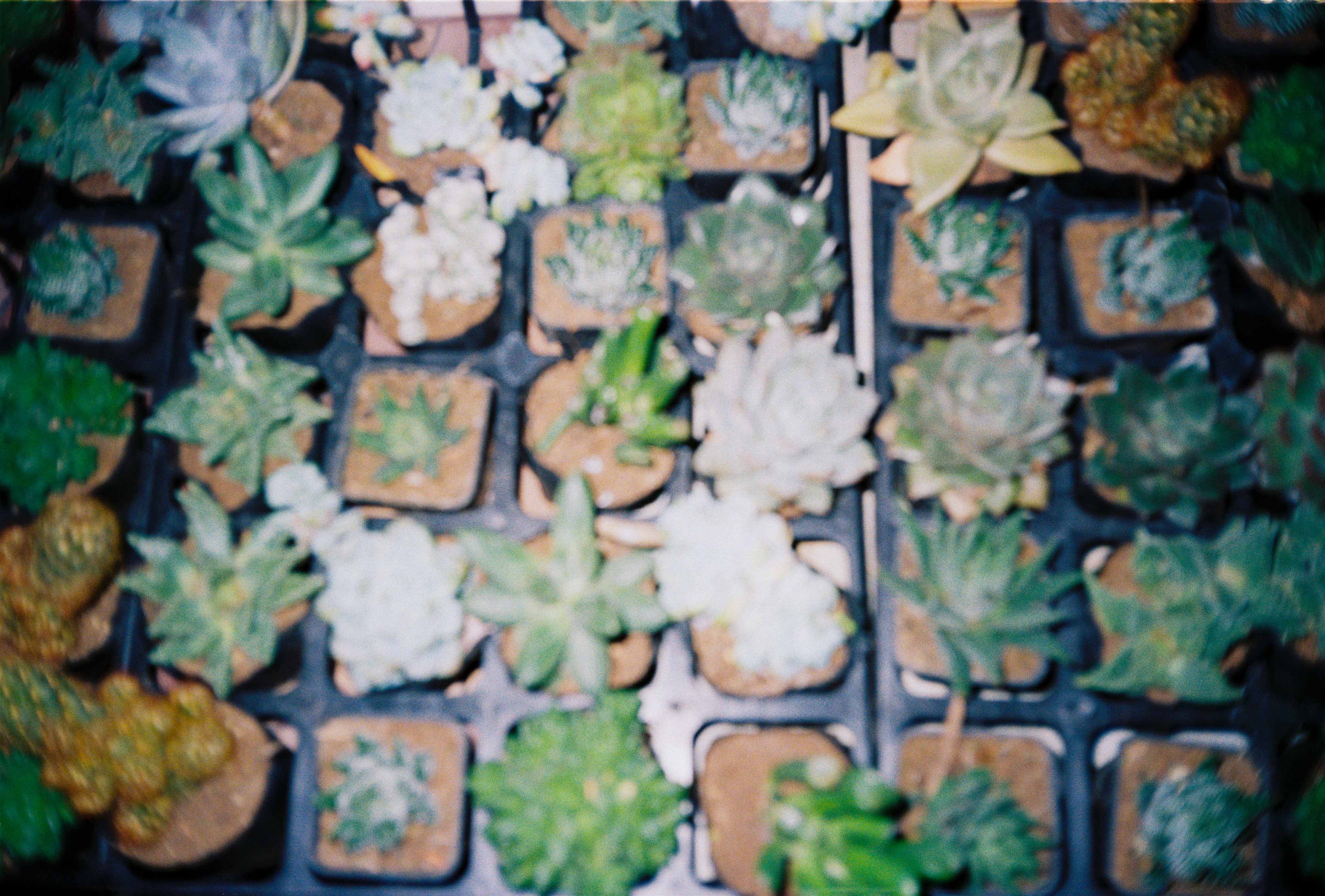 Dalat 2023. Film Photographer in Da Nang, Vietnam — Tanya Parfenteva