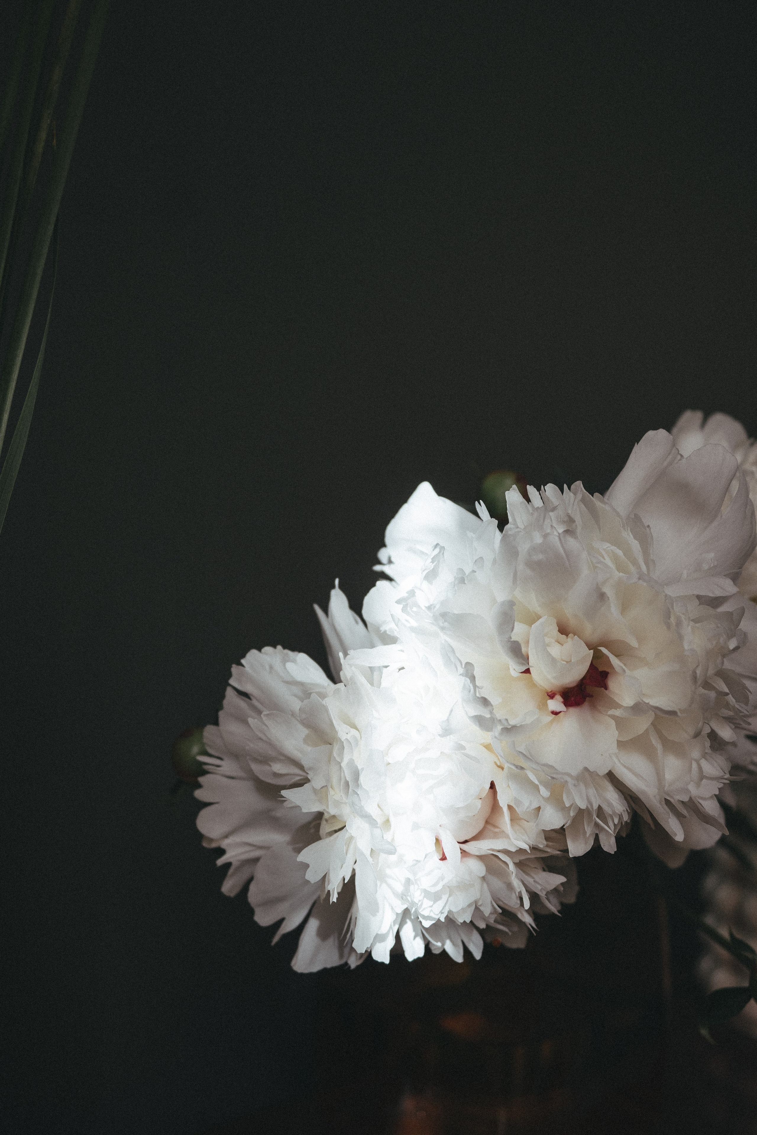 Pion. <3