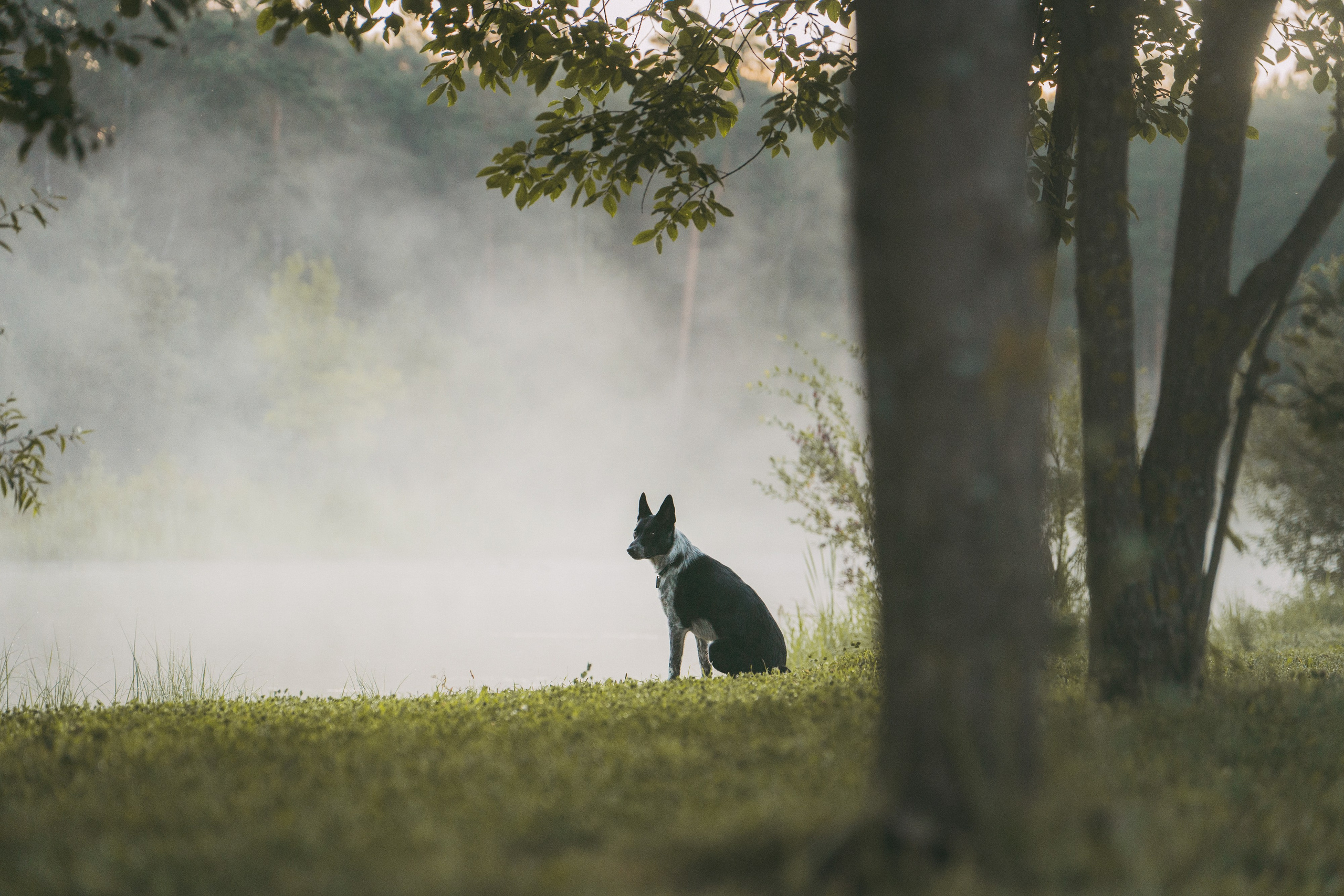 Катя, Сергей и Флинт. Фотограф анималист в Москве и Санкт-Петербурге Свиридова Анна