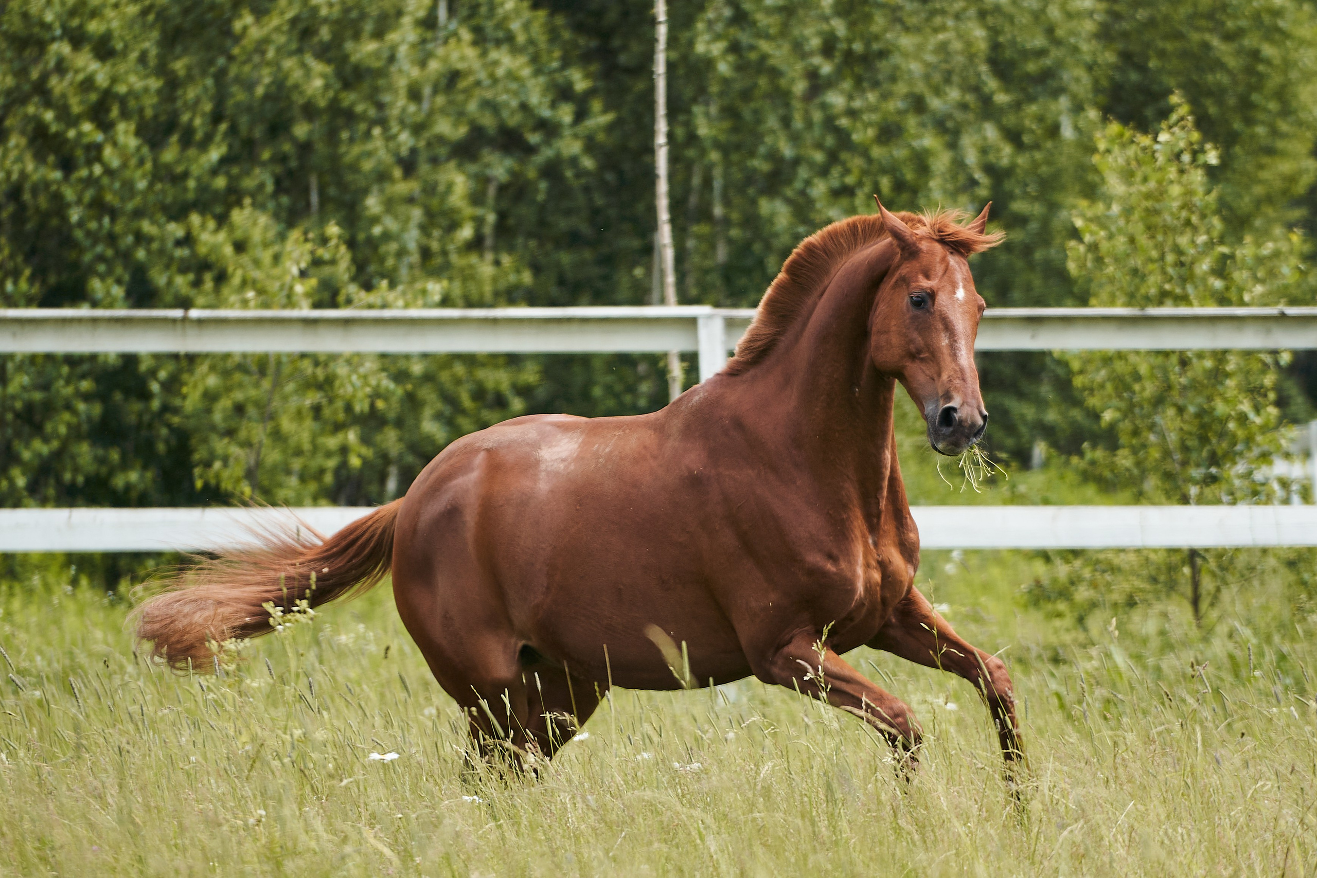 Эмбилгон, буденновский, КСК «Звёздный». Фотосессии с лошадьми в Москве, Новосибирске