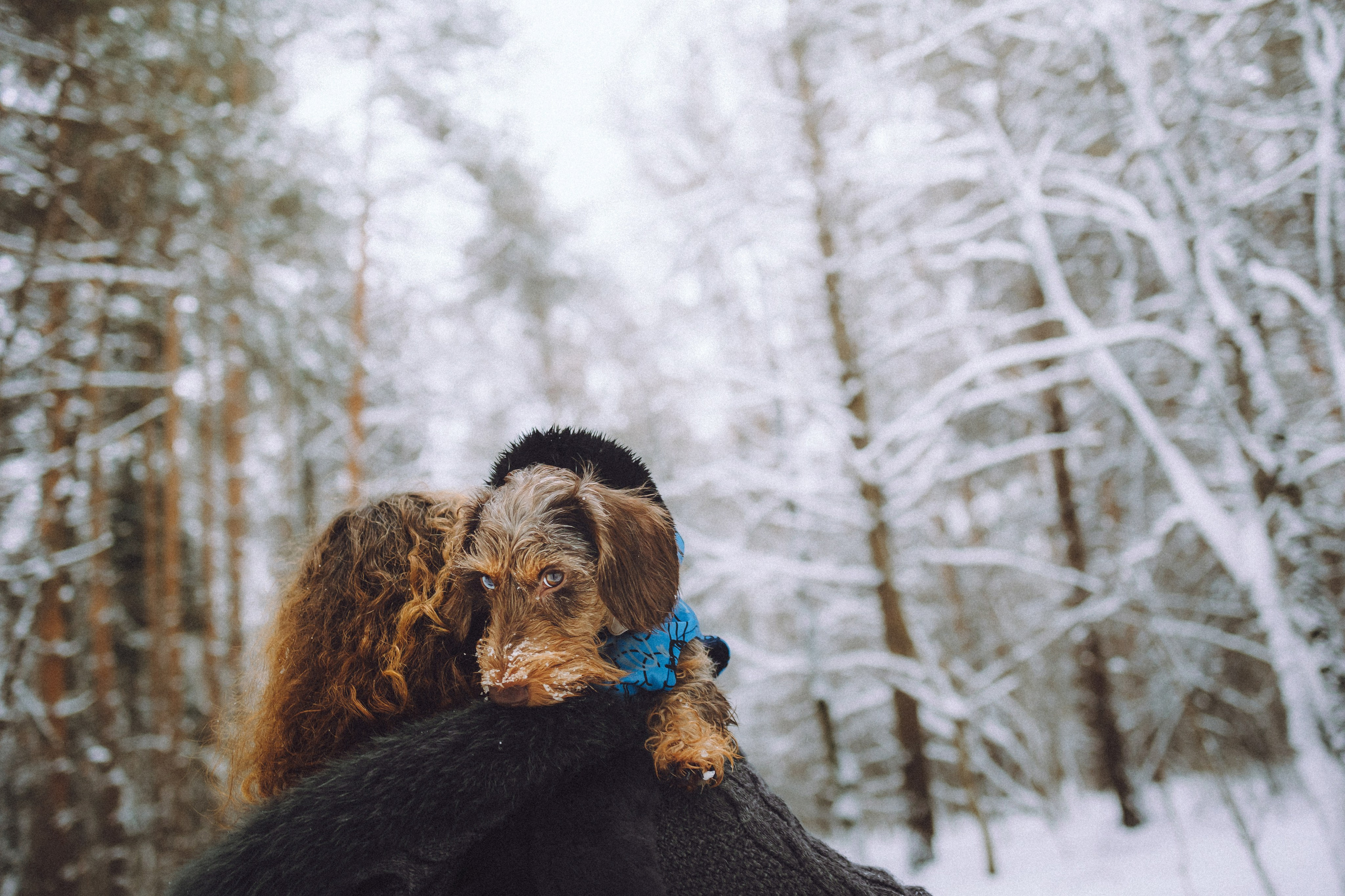 Каспер и его семья