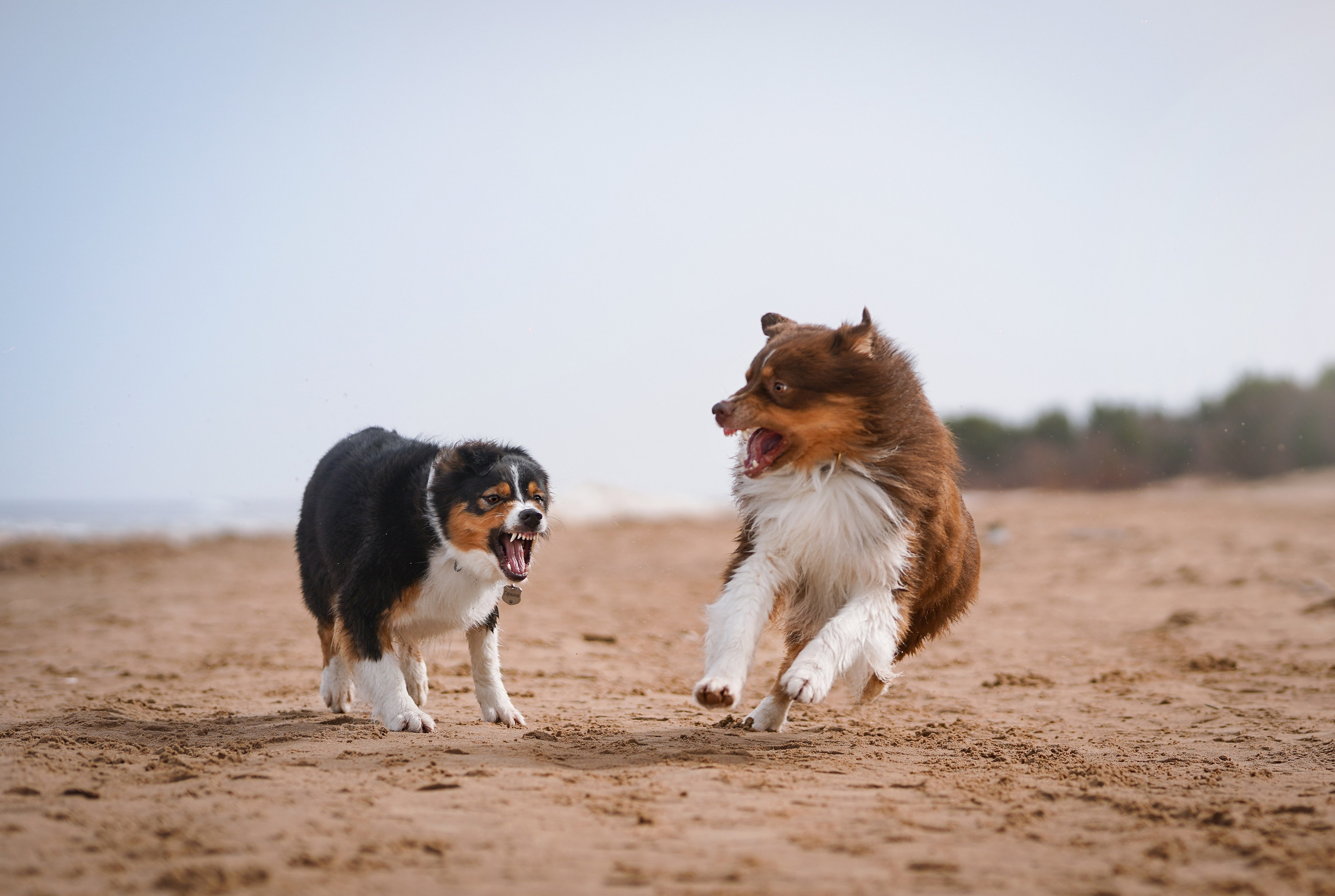 Аусси на Ладоге. Фотограф-анималист в Санкт-Петербурге Яна Мартынова
