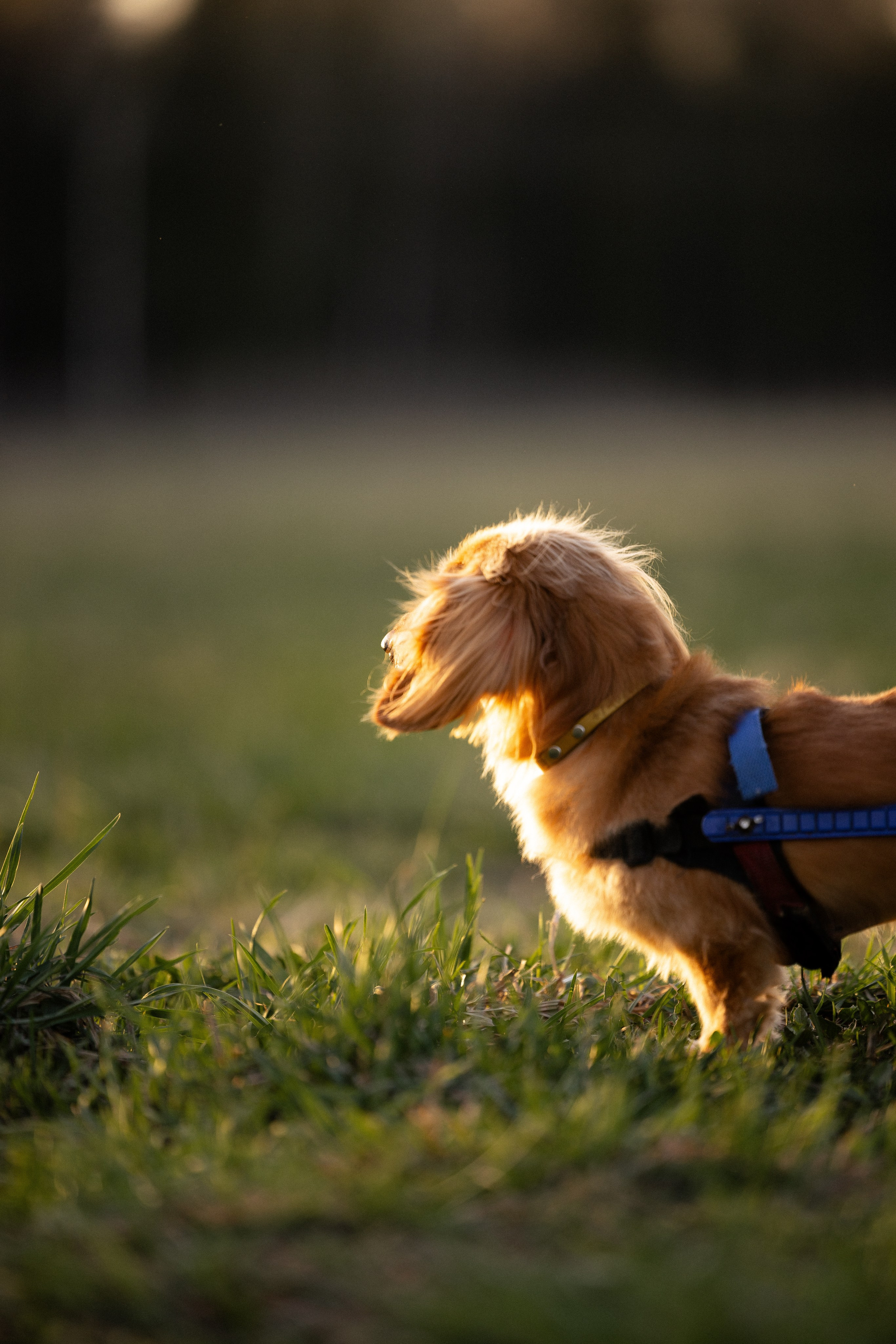Разношерстная компания. Фотограф и видеограф анималист Аганина Дарья