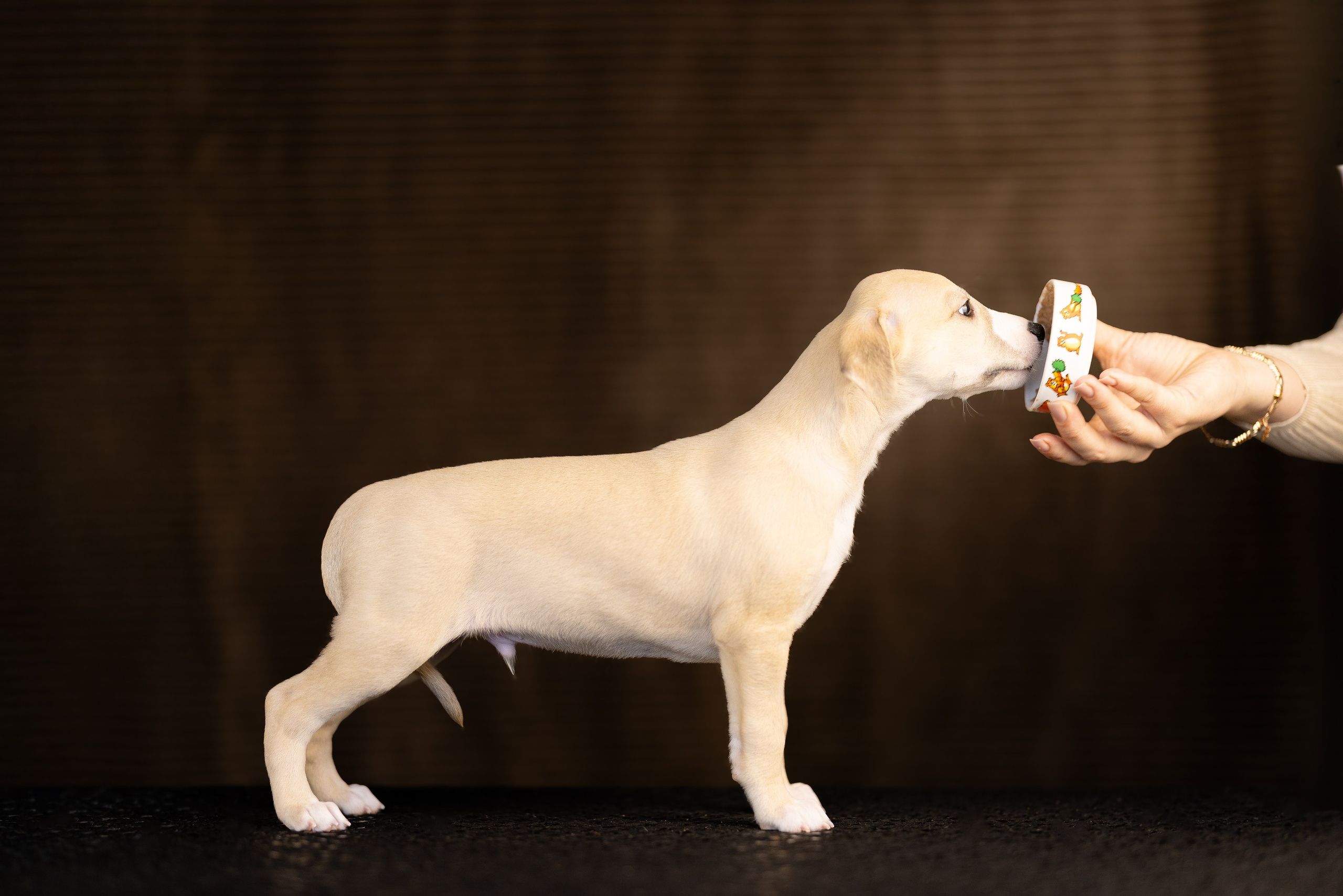 Уиппет. Фотограф и видеограф анималист Аганина Дарья