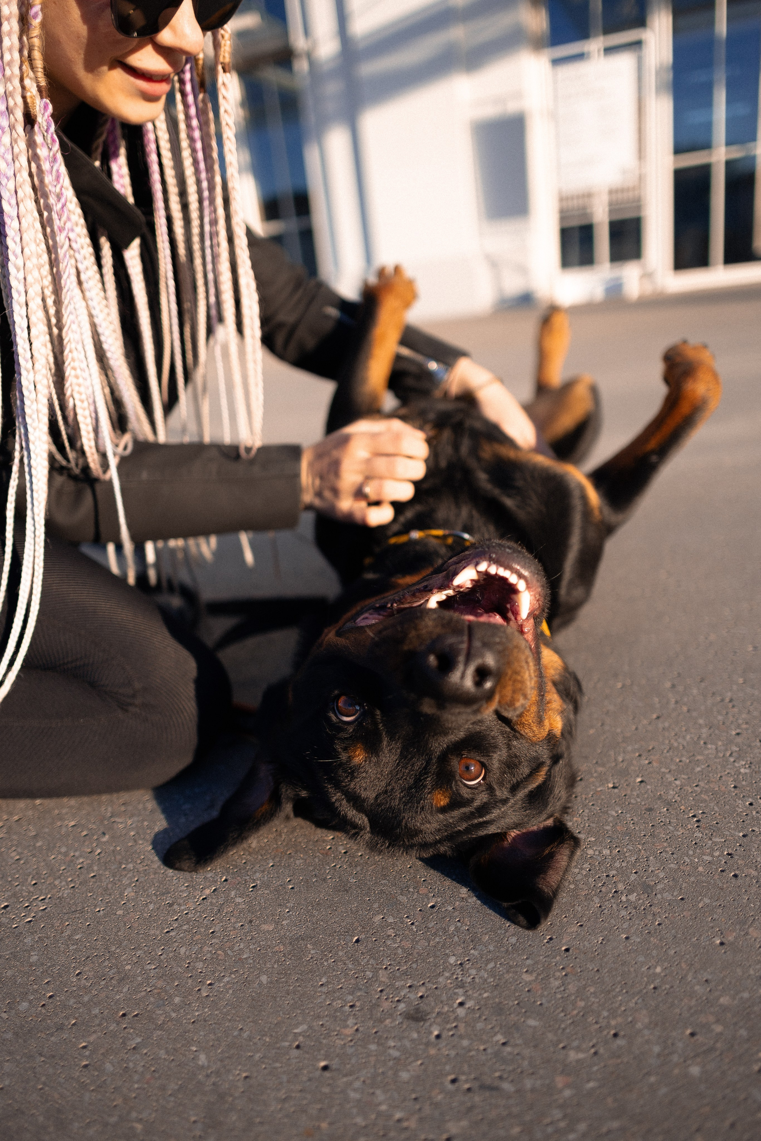 Катя, Леша, Трой и Лея. Фотограф и видеограф анималист Аганина Дарья